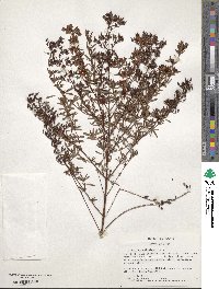 Hypericum galioides image