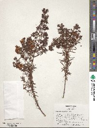 Hypericum galioides image