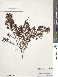 Hypericum galioides image