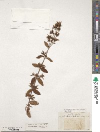 Hypericum hirsutum image
