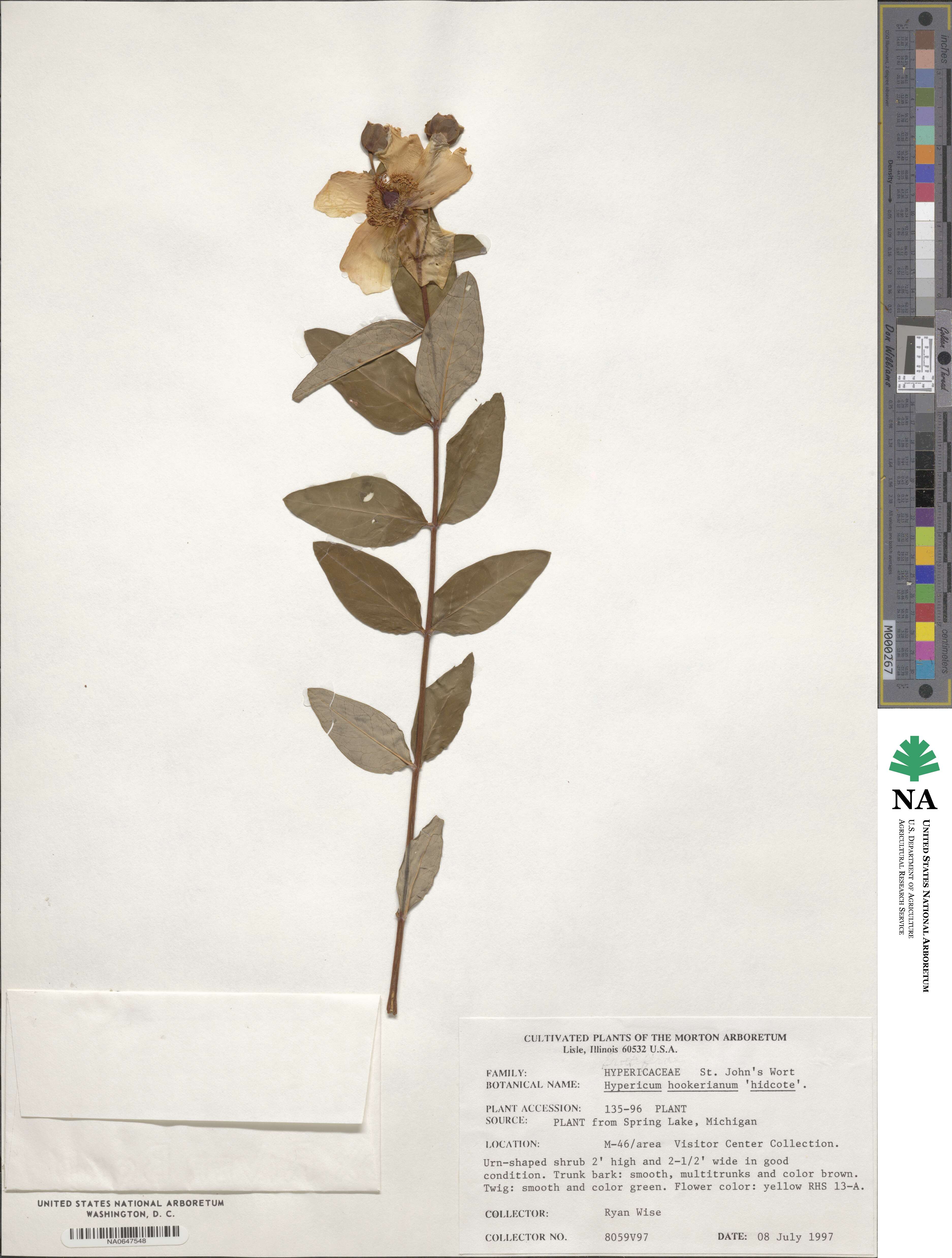 Hypericum hookerianum image