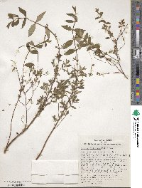 Hypericum hookerianum image