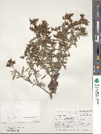 Hypericum kalmianum image