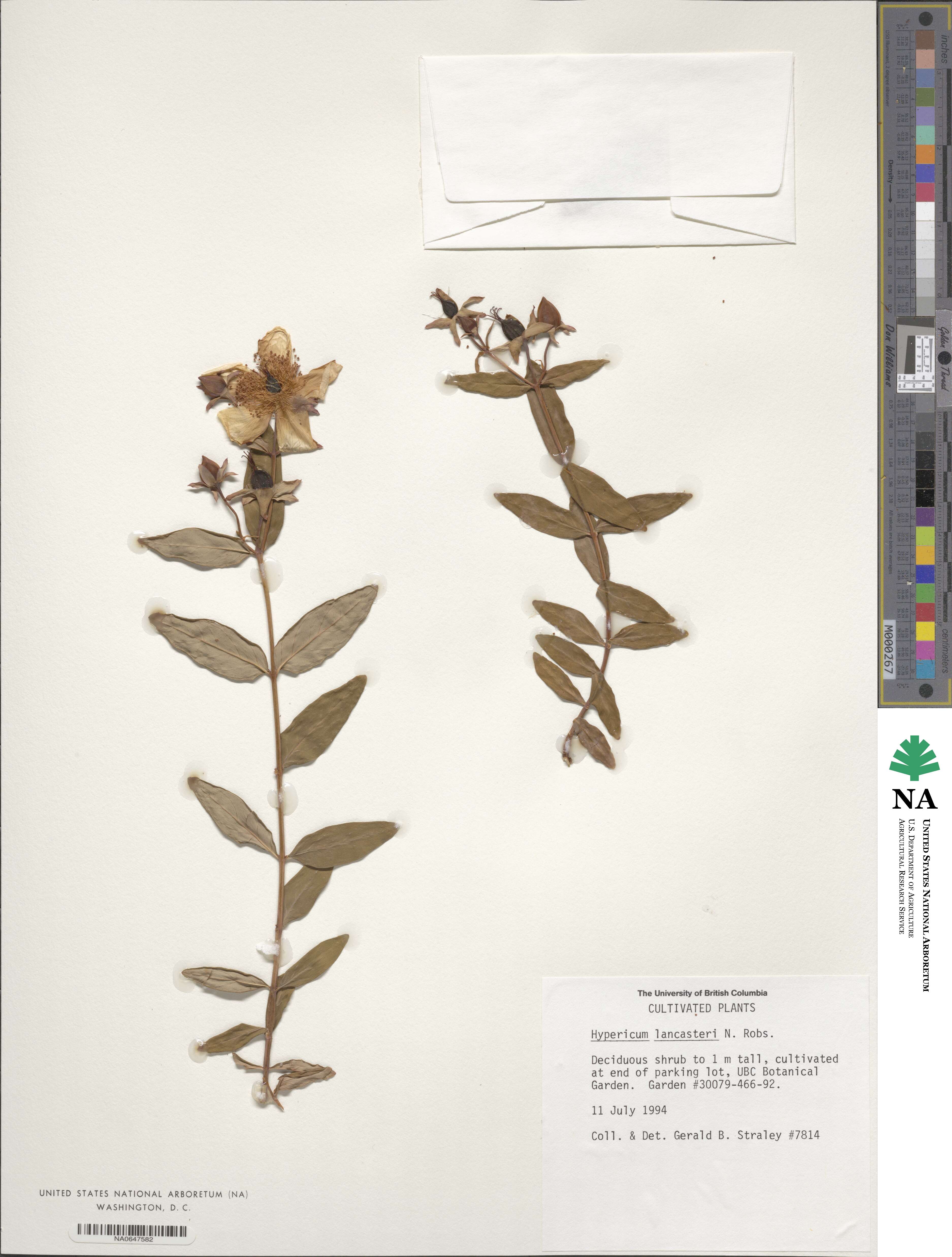 Hypericum lancasteri image