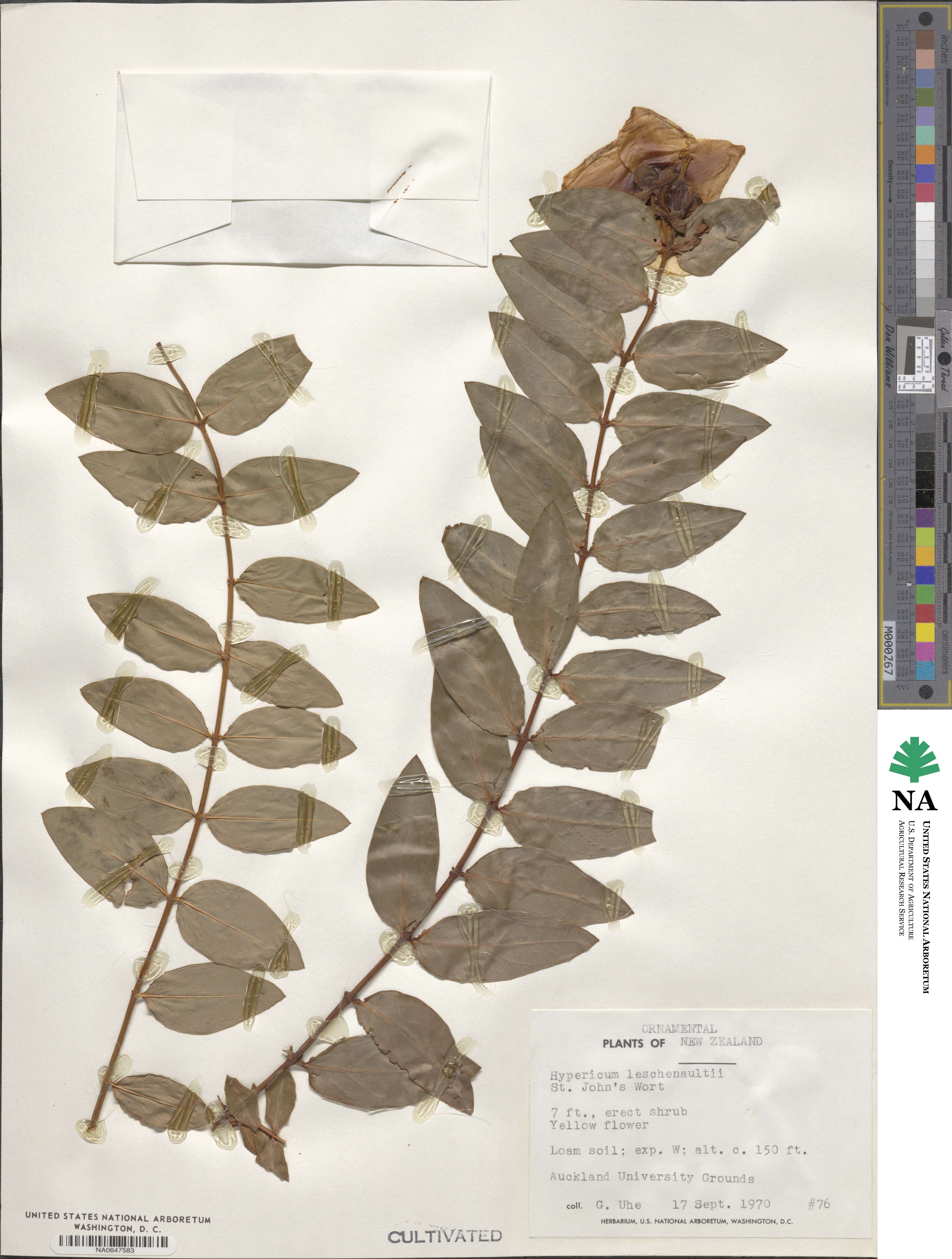 Hypericum leschenaultii image
