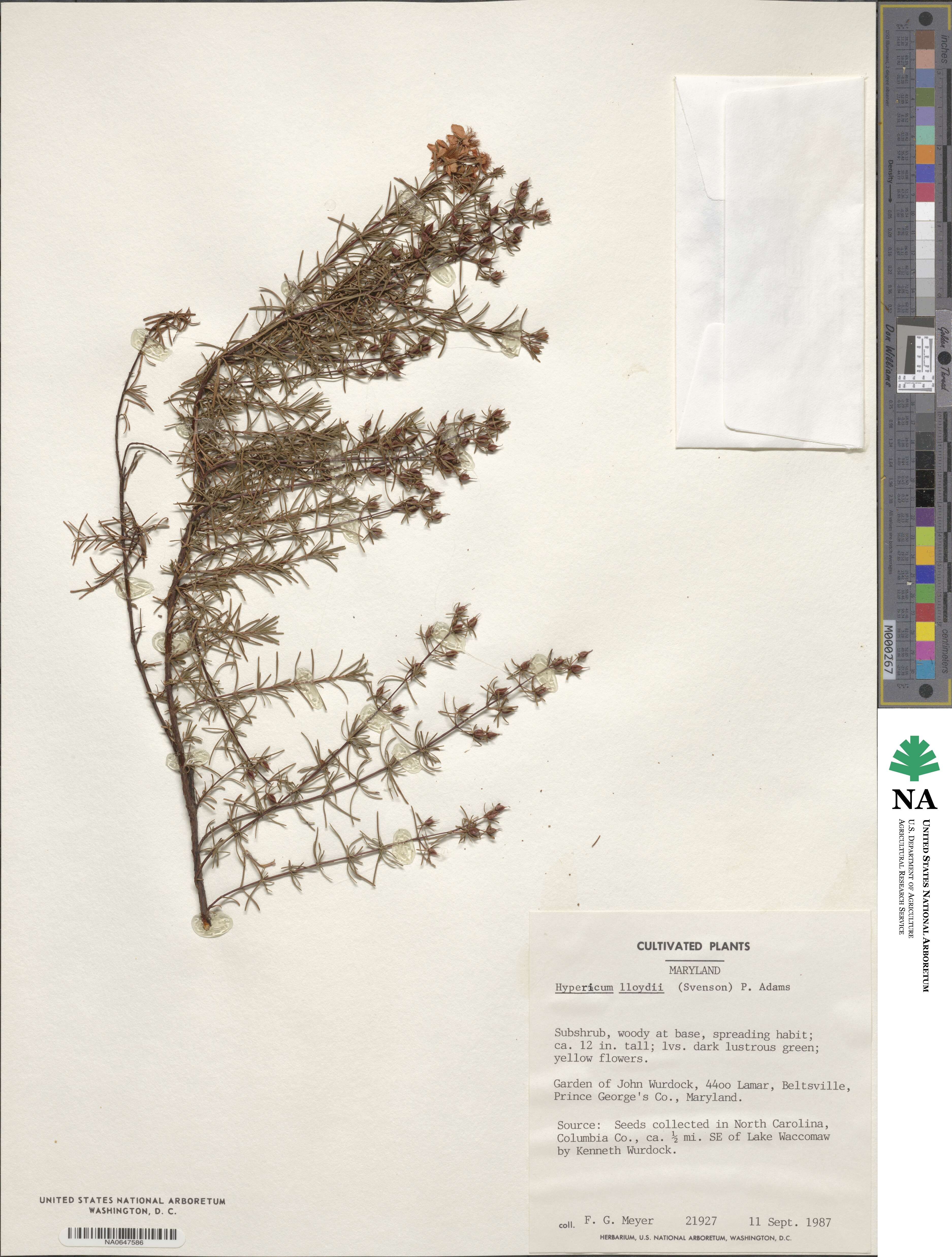 Hypericum lloydii image