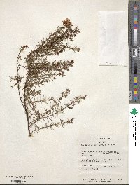 Hypericum lloydii image