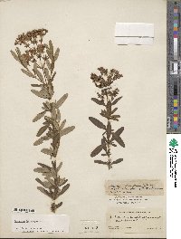 Hypericum lobocarpum image
