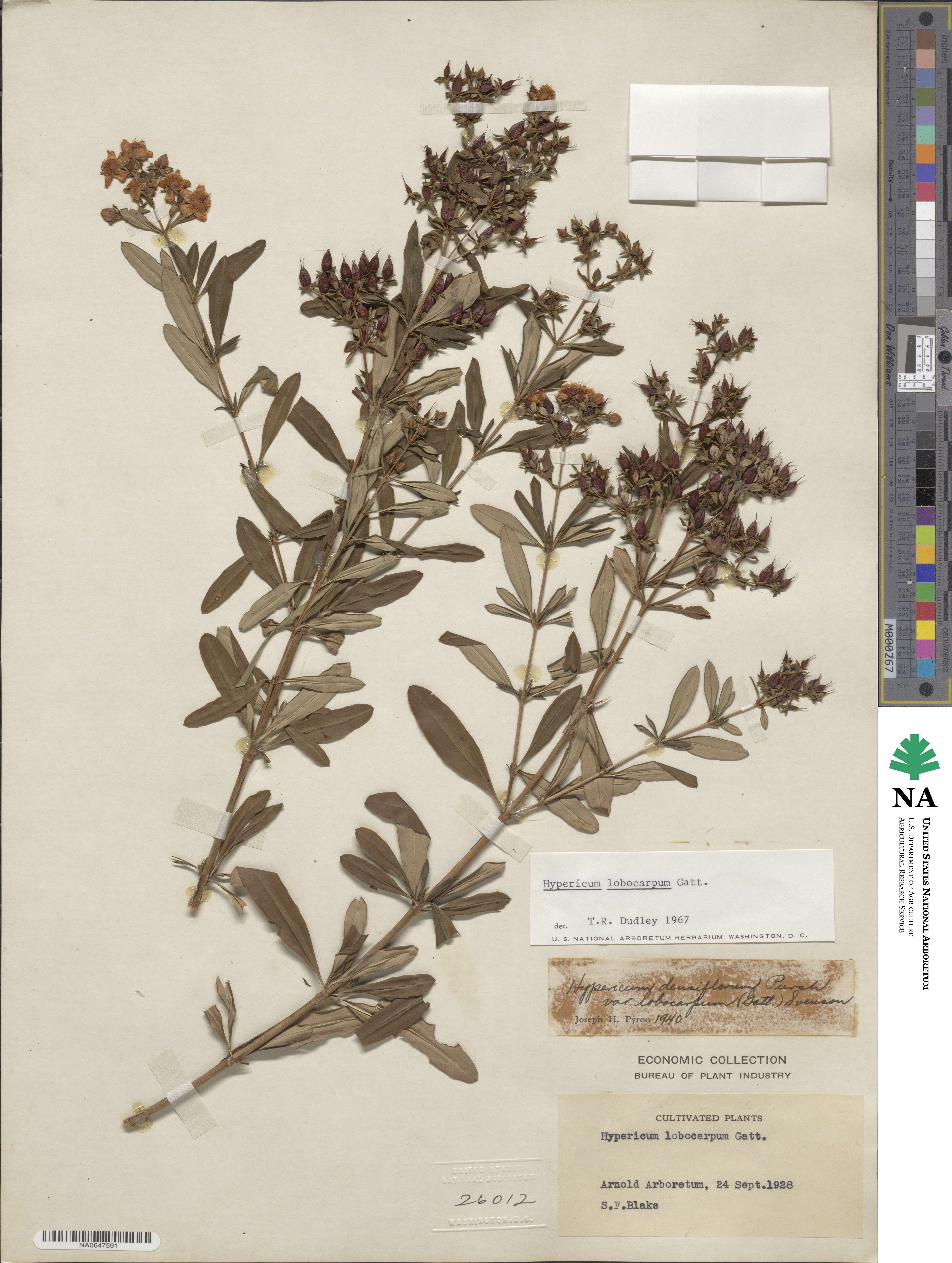 Hypericum lobocarpum image