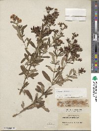 Hypericum lobocarpum image