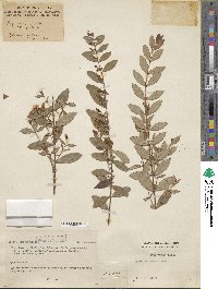 Hypericum geminiflorum subsp. geminiflorum image