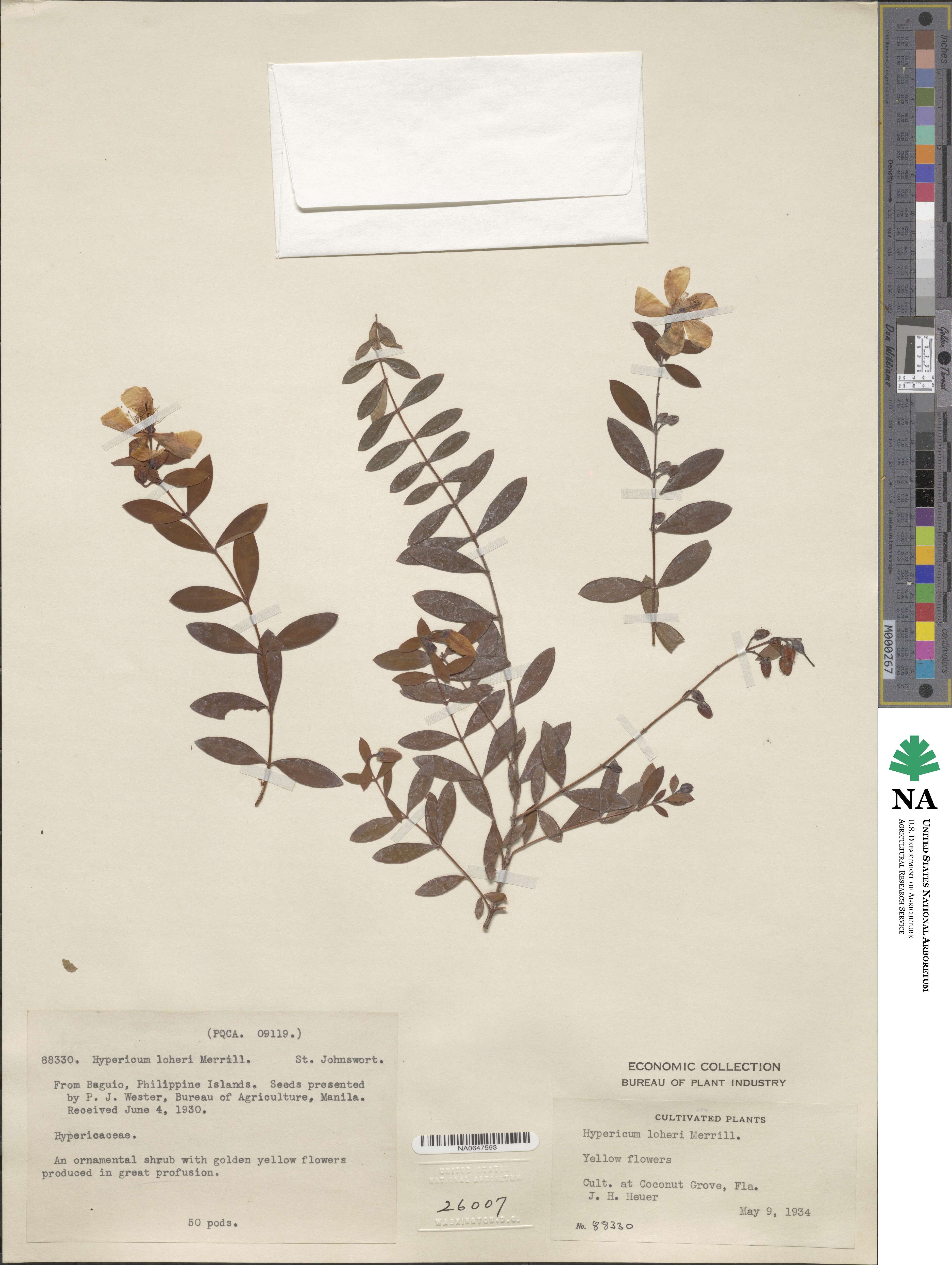 Hypericum geminiflorum subsp. geminiflorum image