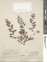 Hypericum geminiflorum subsp. geminiflorum image
