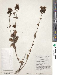 Hypericum montanum image