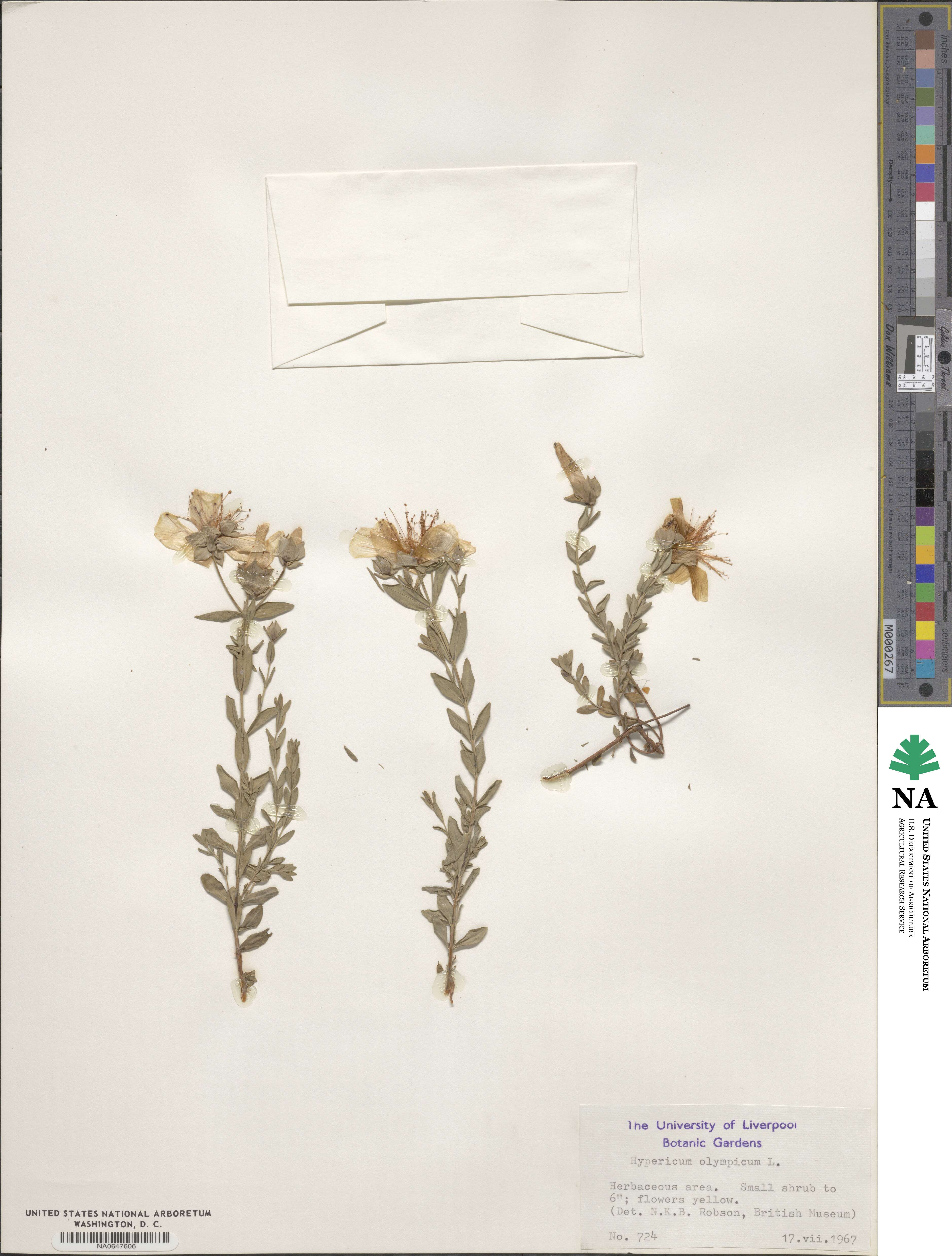 Hypericum olympicum image