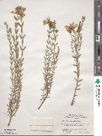 Hypericum olympicum image