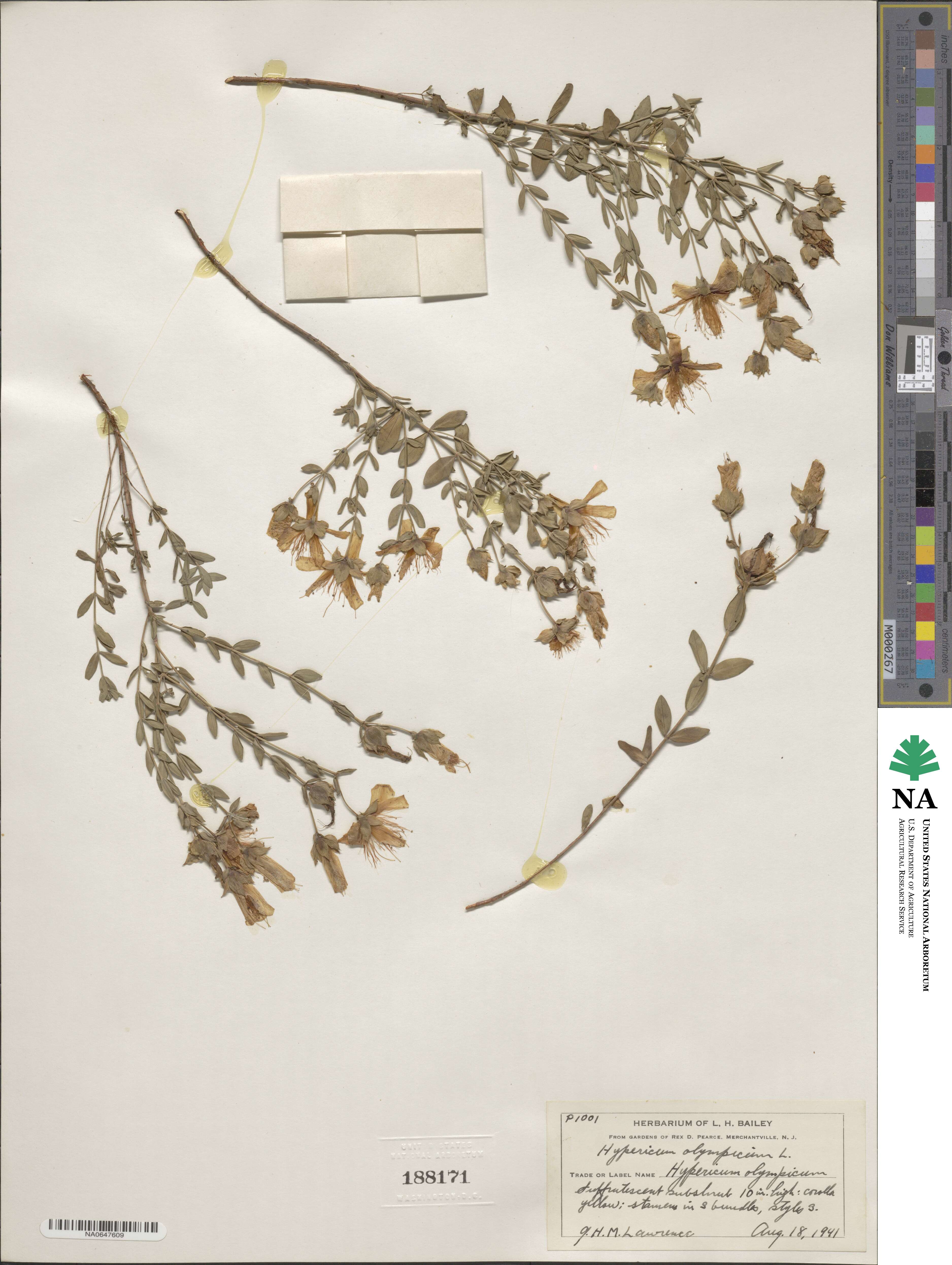 Hypericum olympicum image