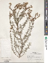 Hypericum perforatum image