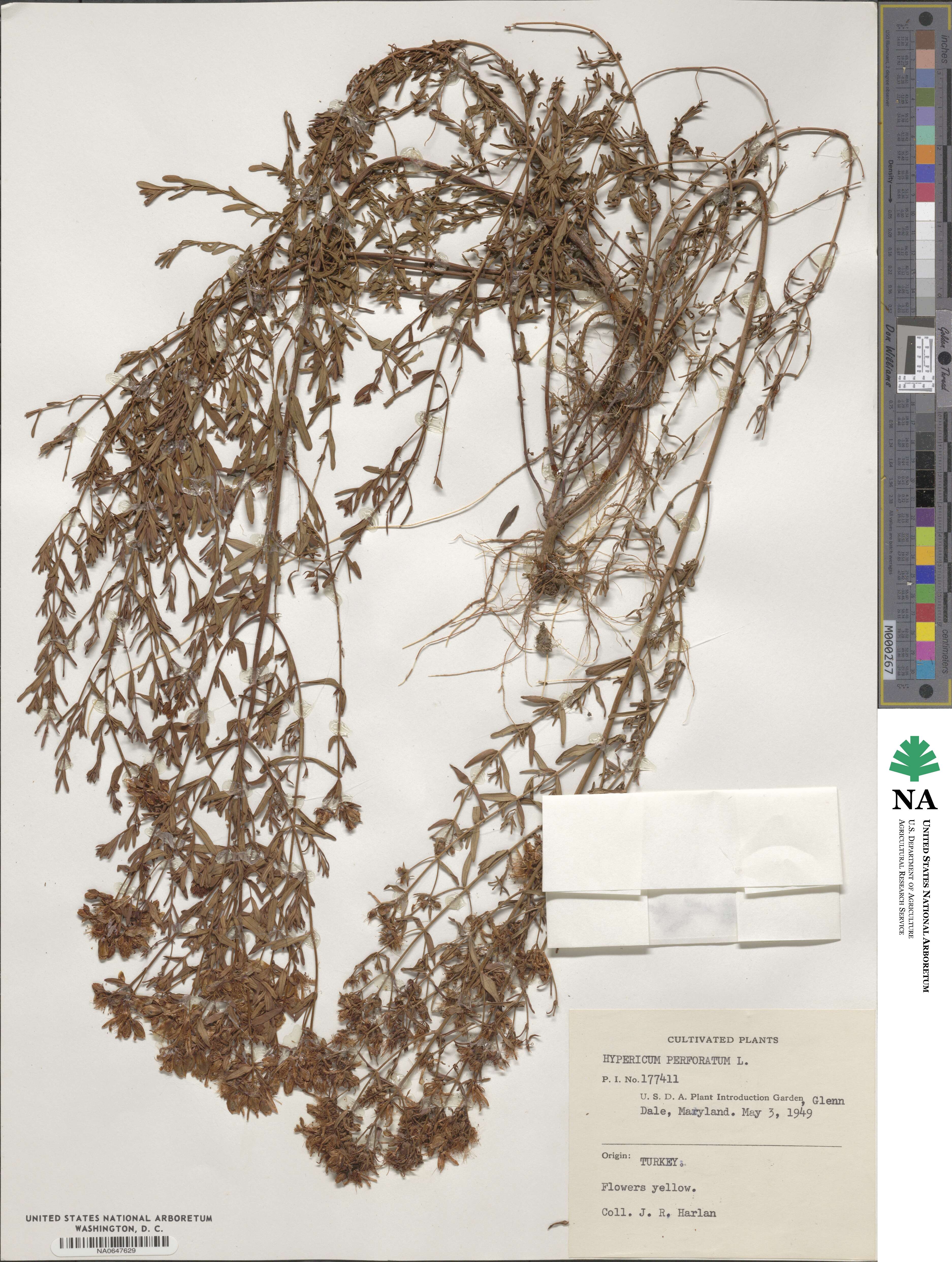 Hypericum perforatum image
