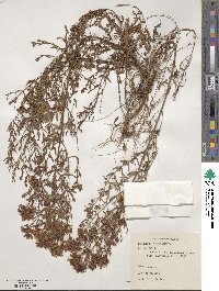 Hypericum perforatum image