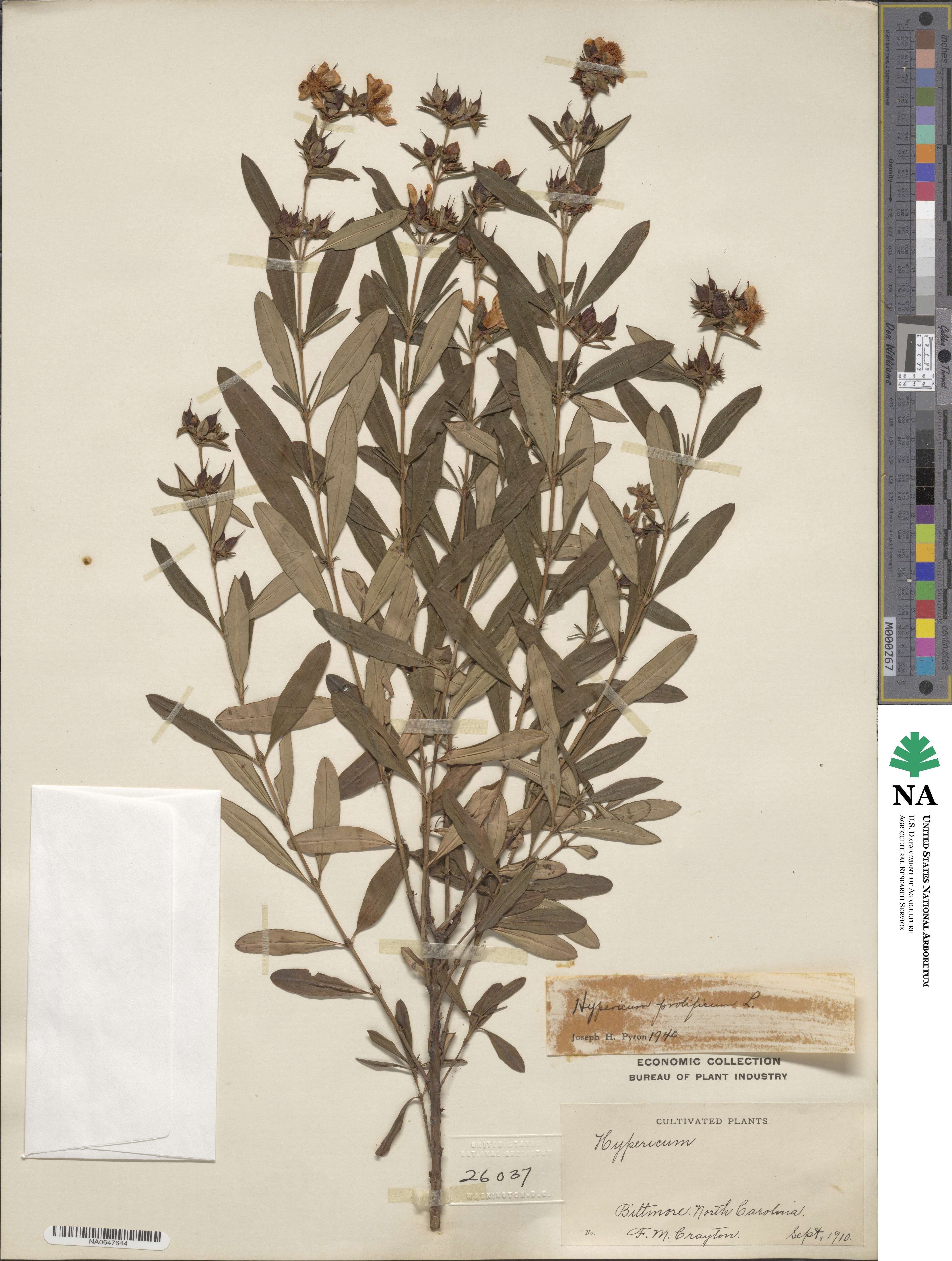 Hypericum prolificum image
