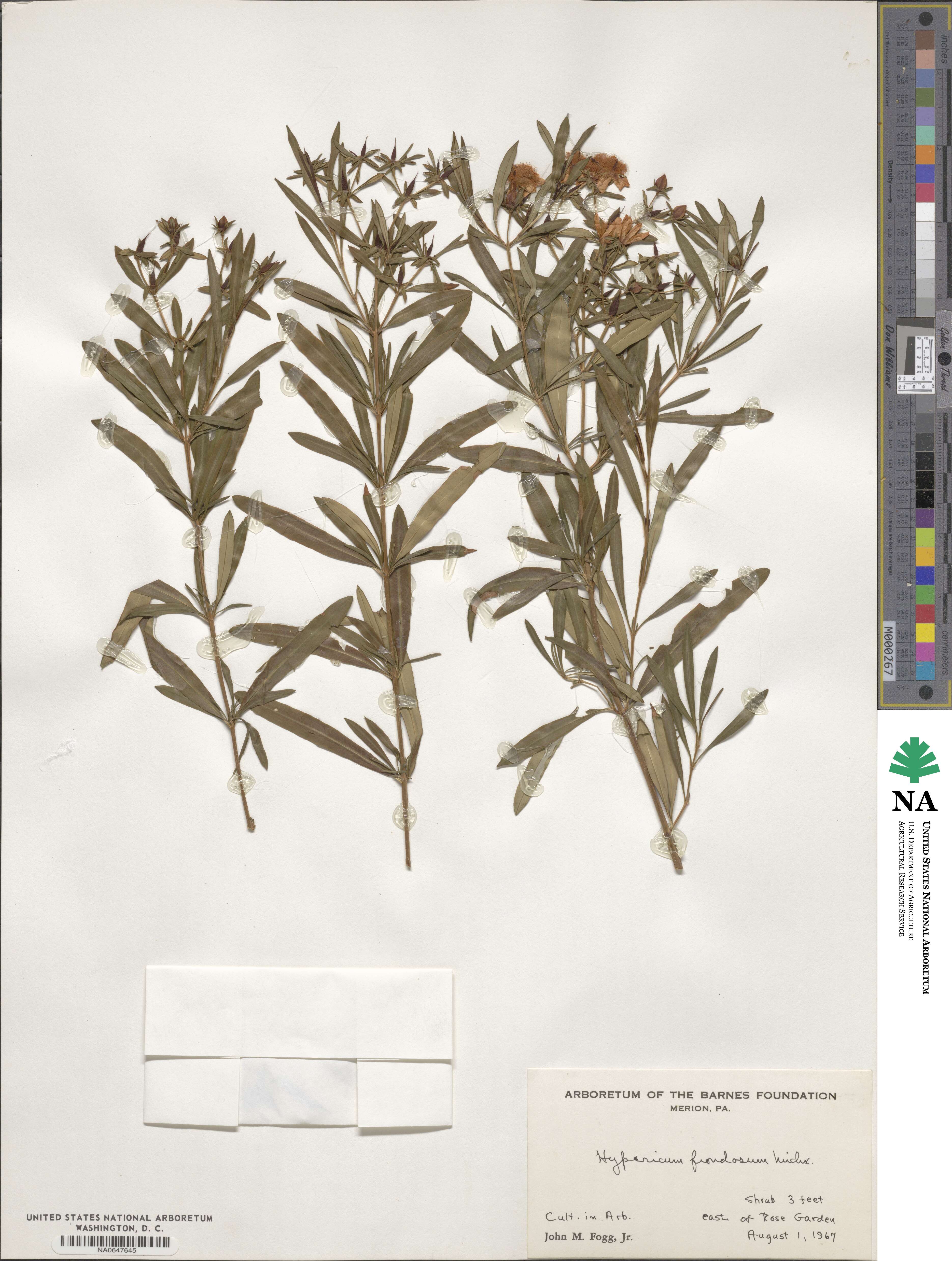 Hypericum prolificum image