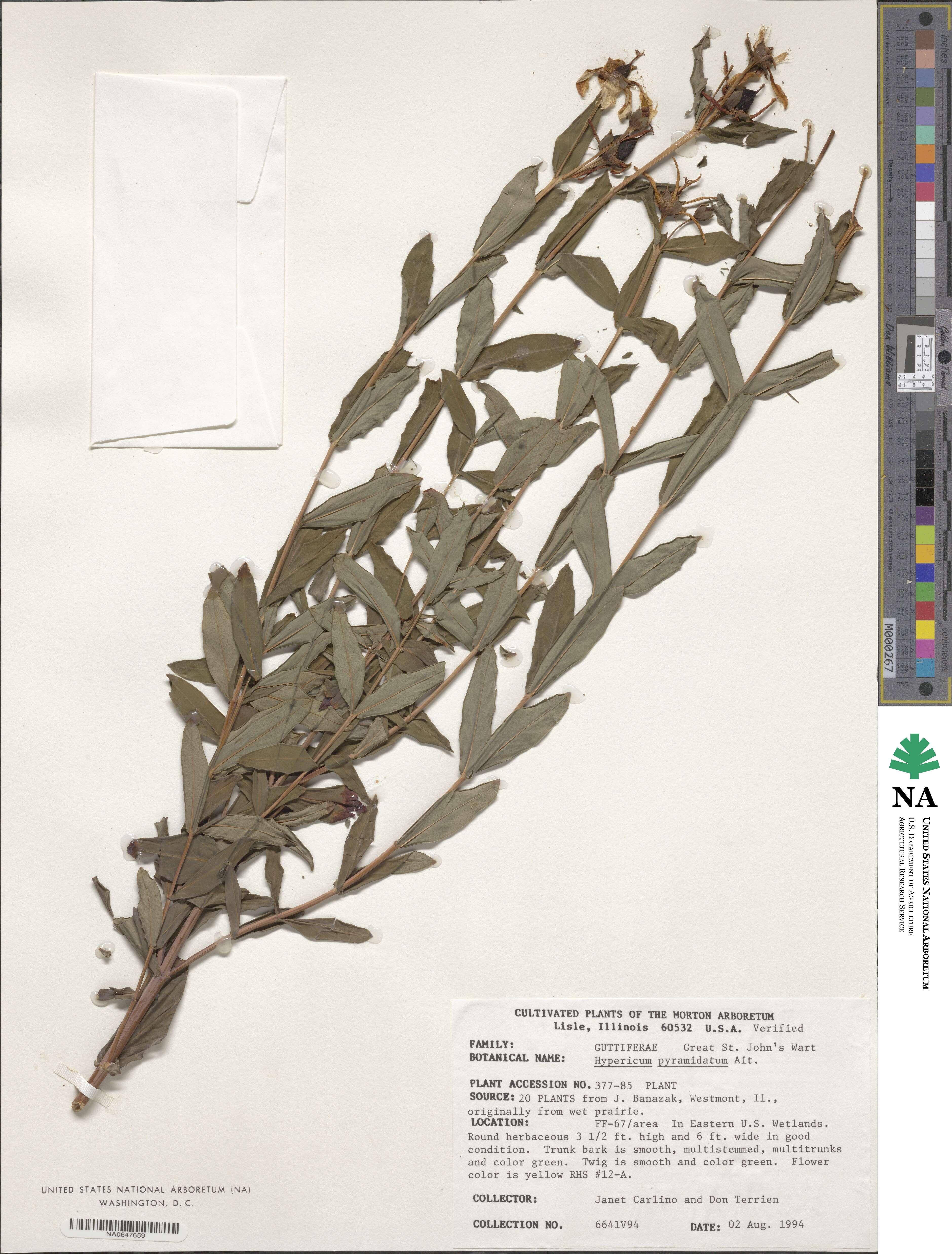 Hypericum ascyron image