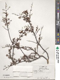 Hypericum tenuifolium image