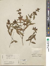 Hypericum richeri image