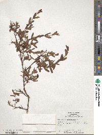 Hypericum suffruticosum image