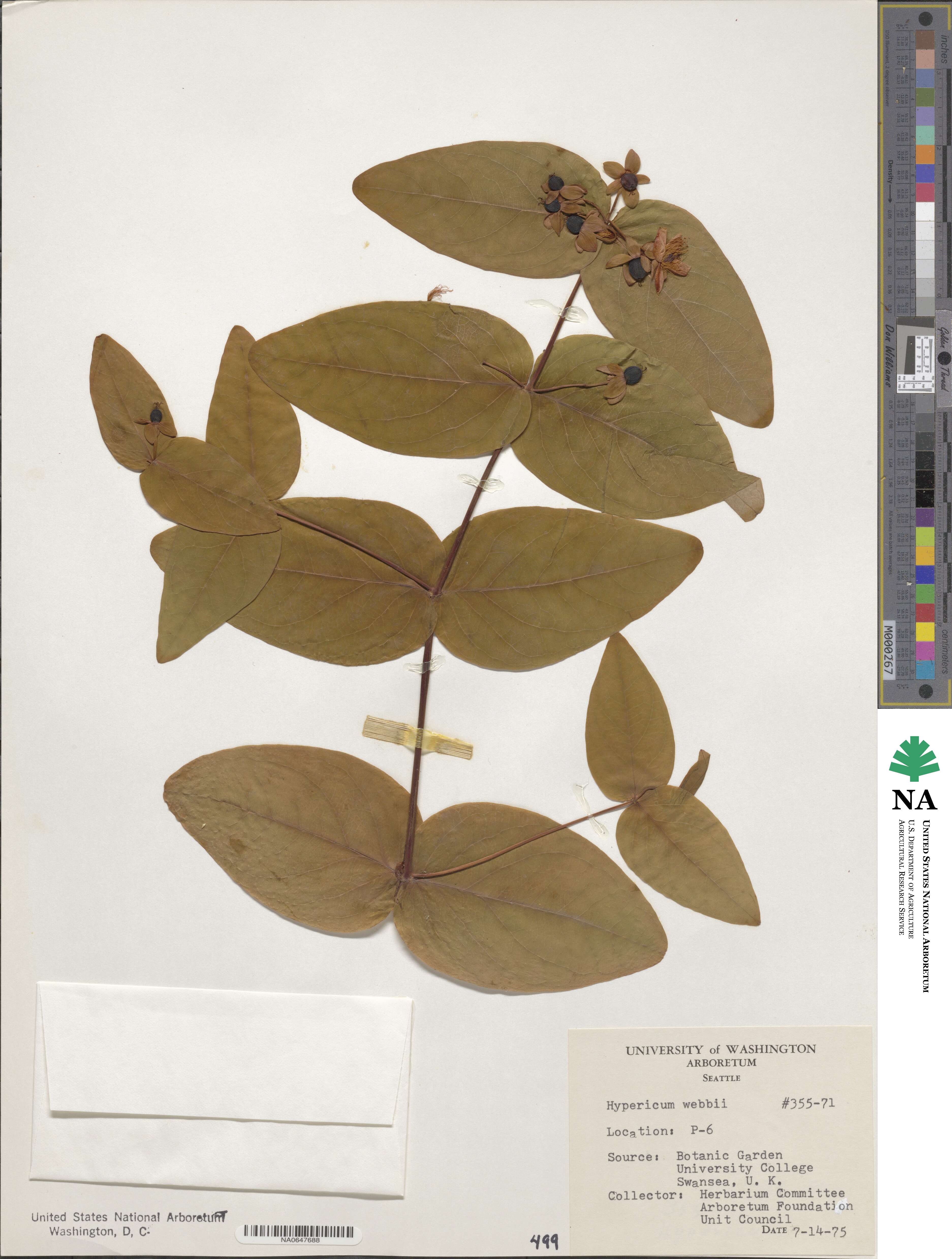 Hypericum aegypticum image