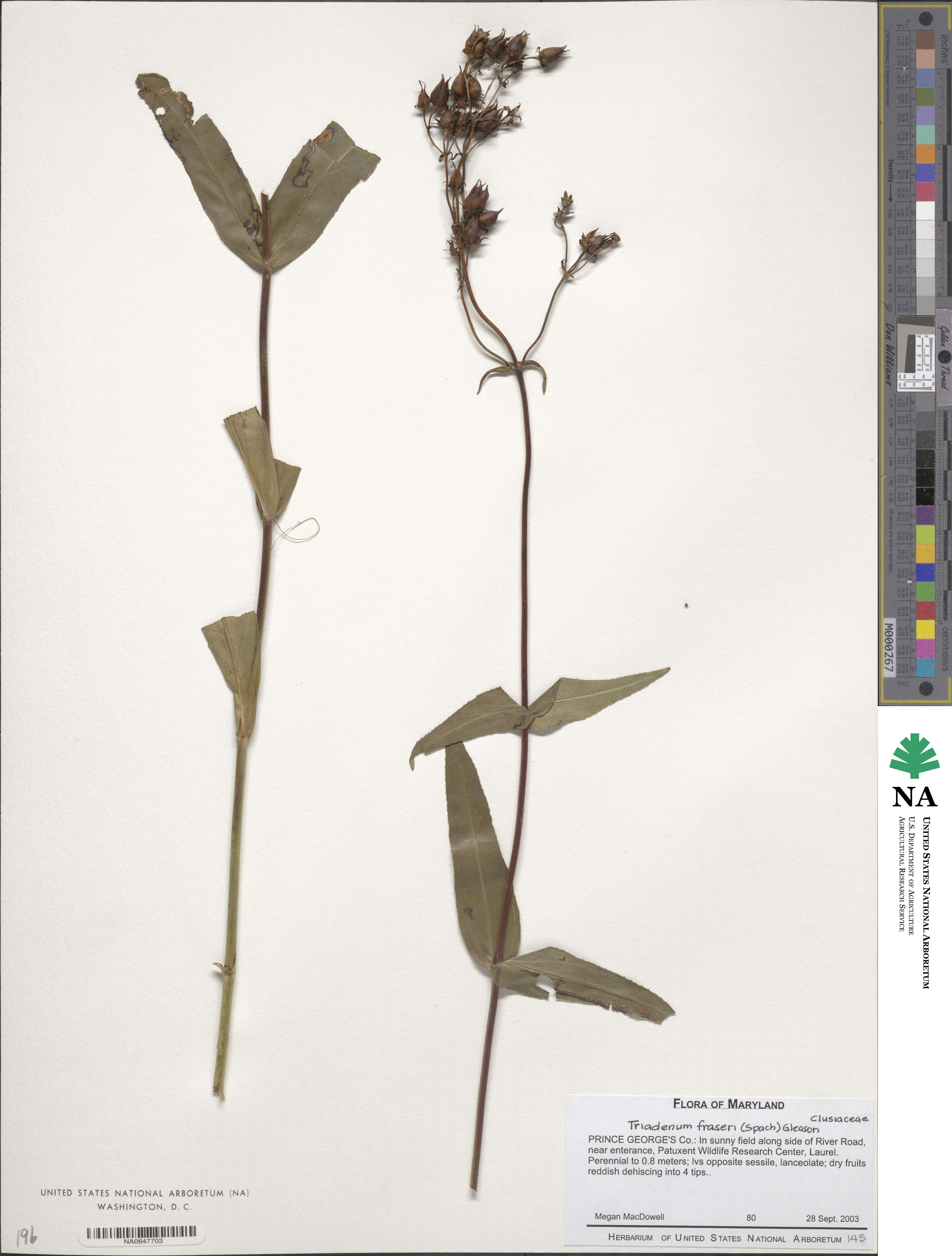 Triadenum fraseri image