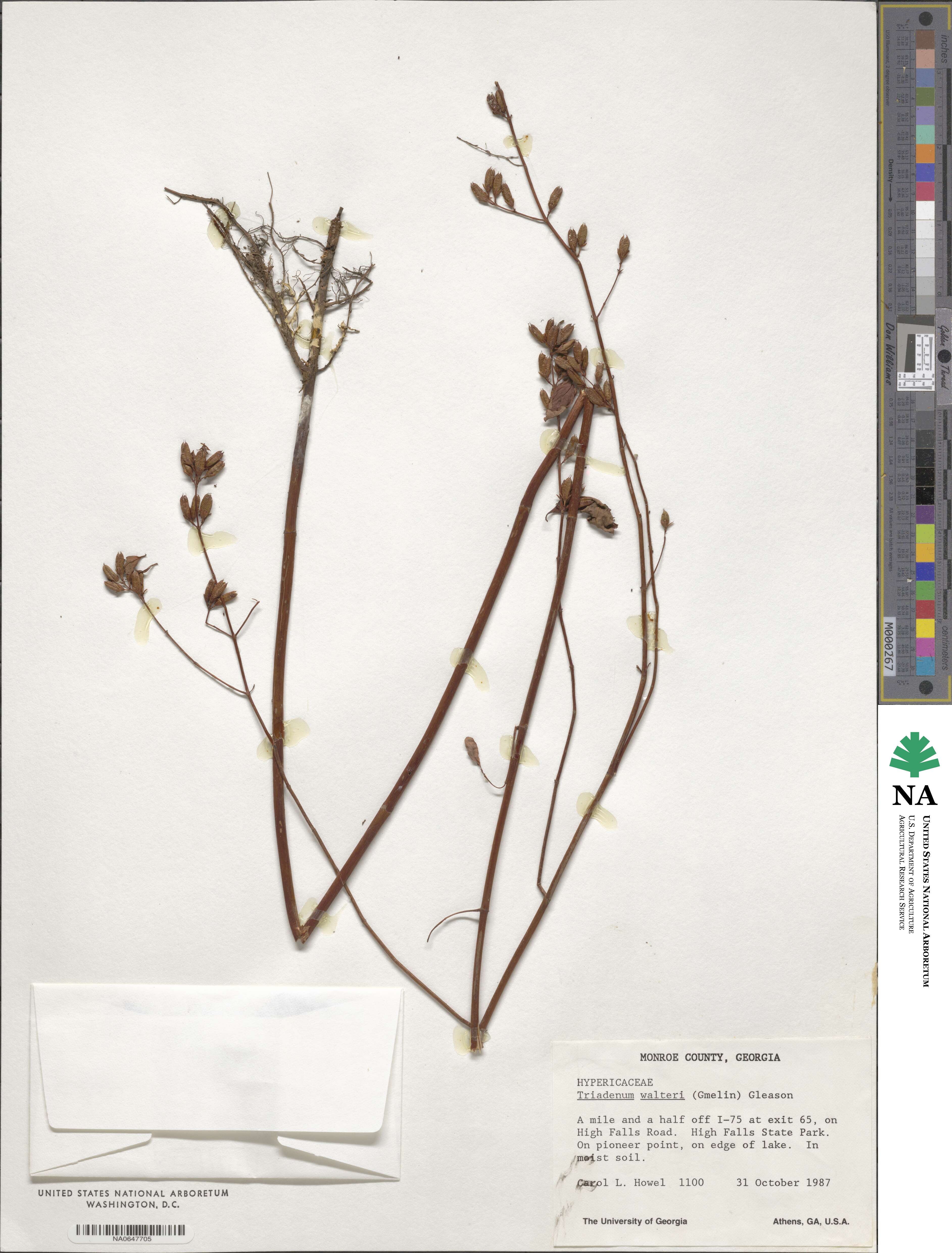 Triadenum walteri image