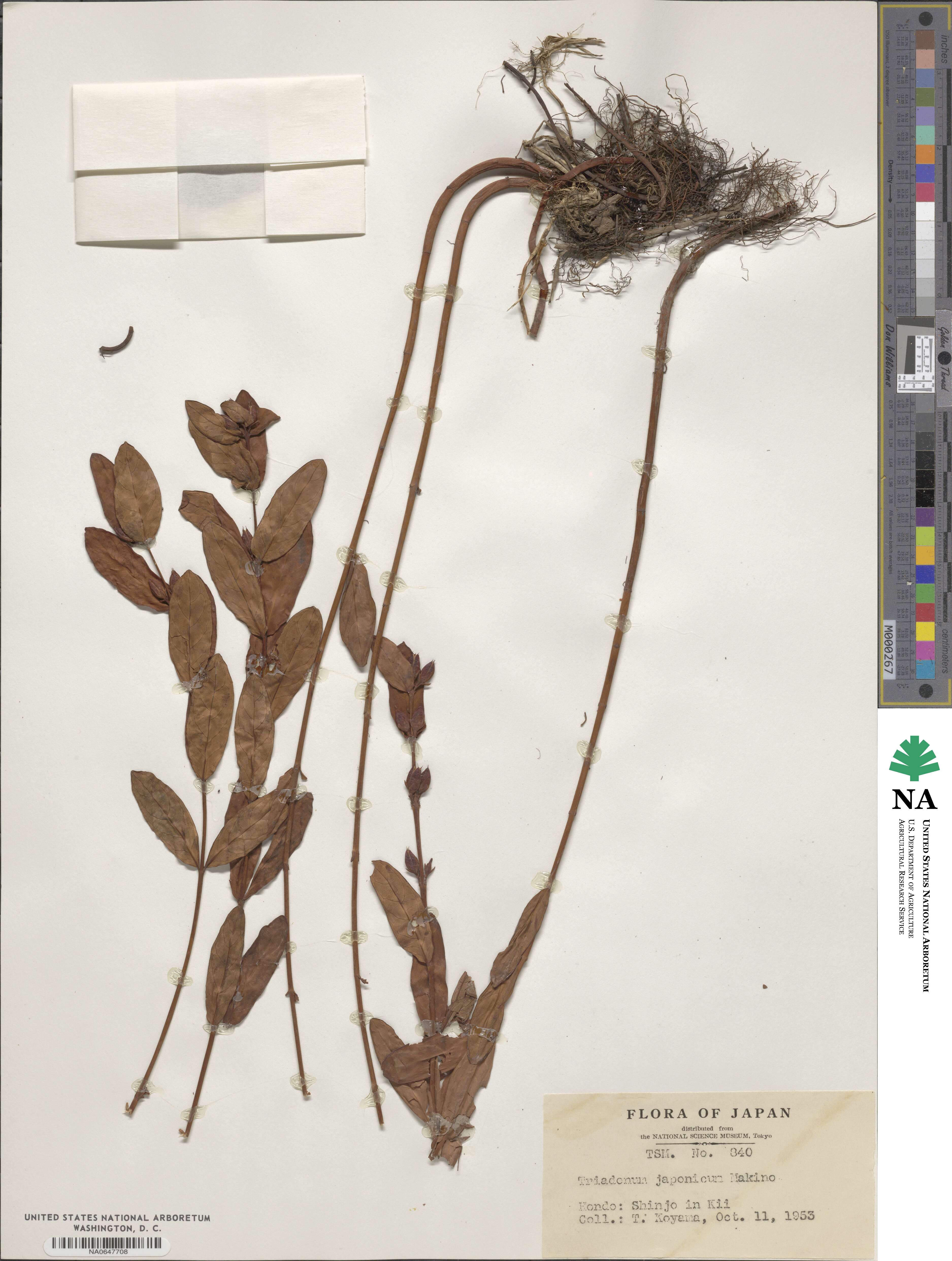 Triadenum japonicum image