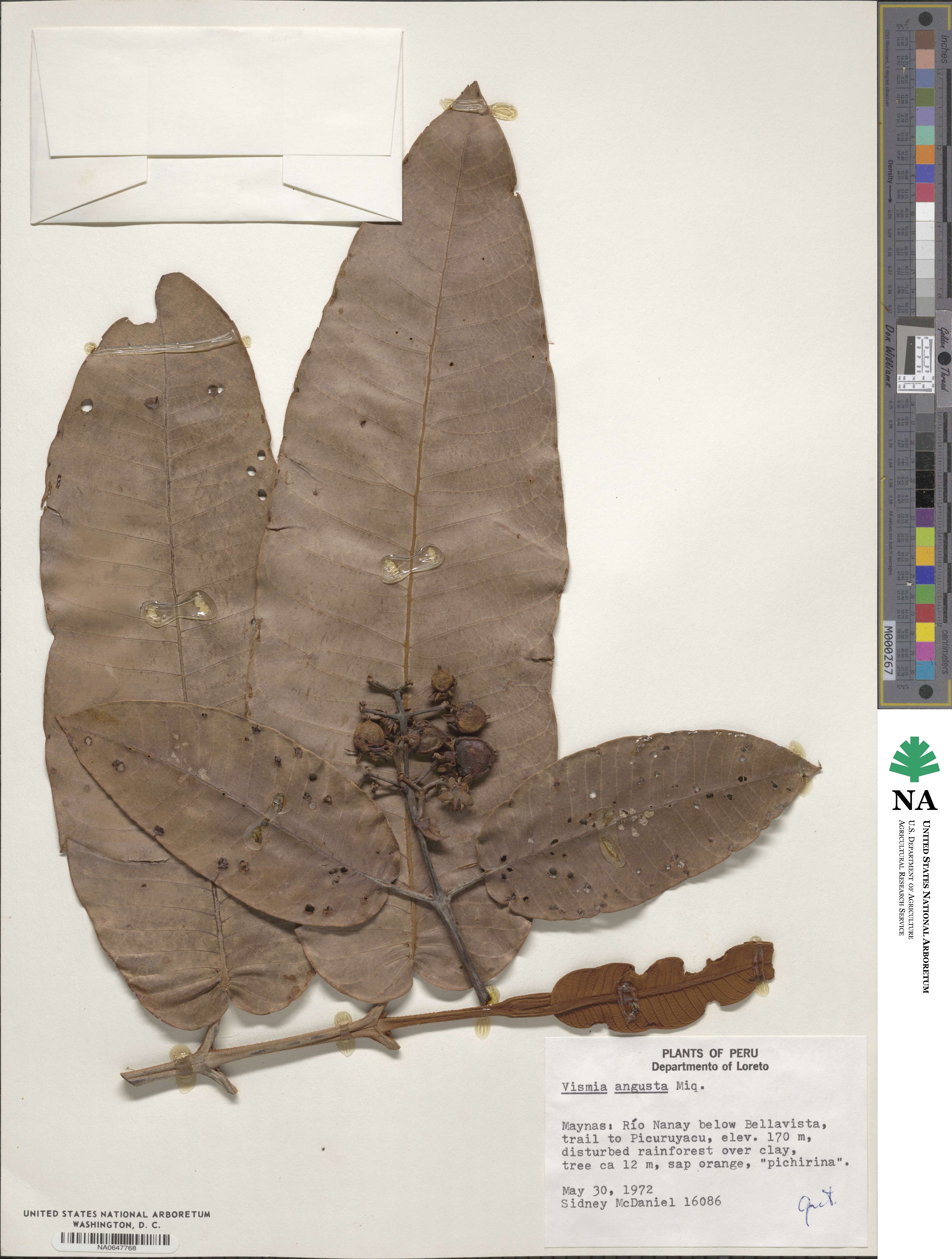 Vismia macrophylla image