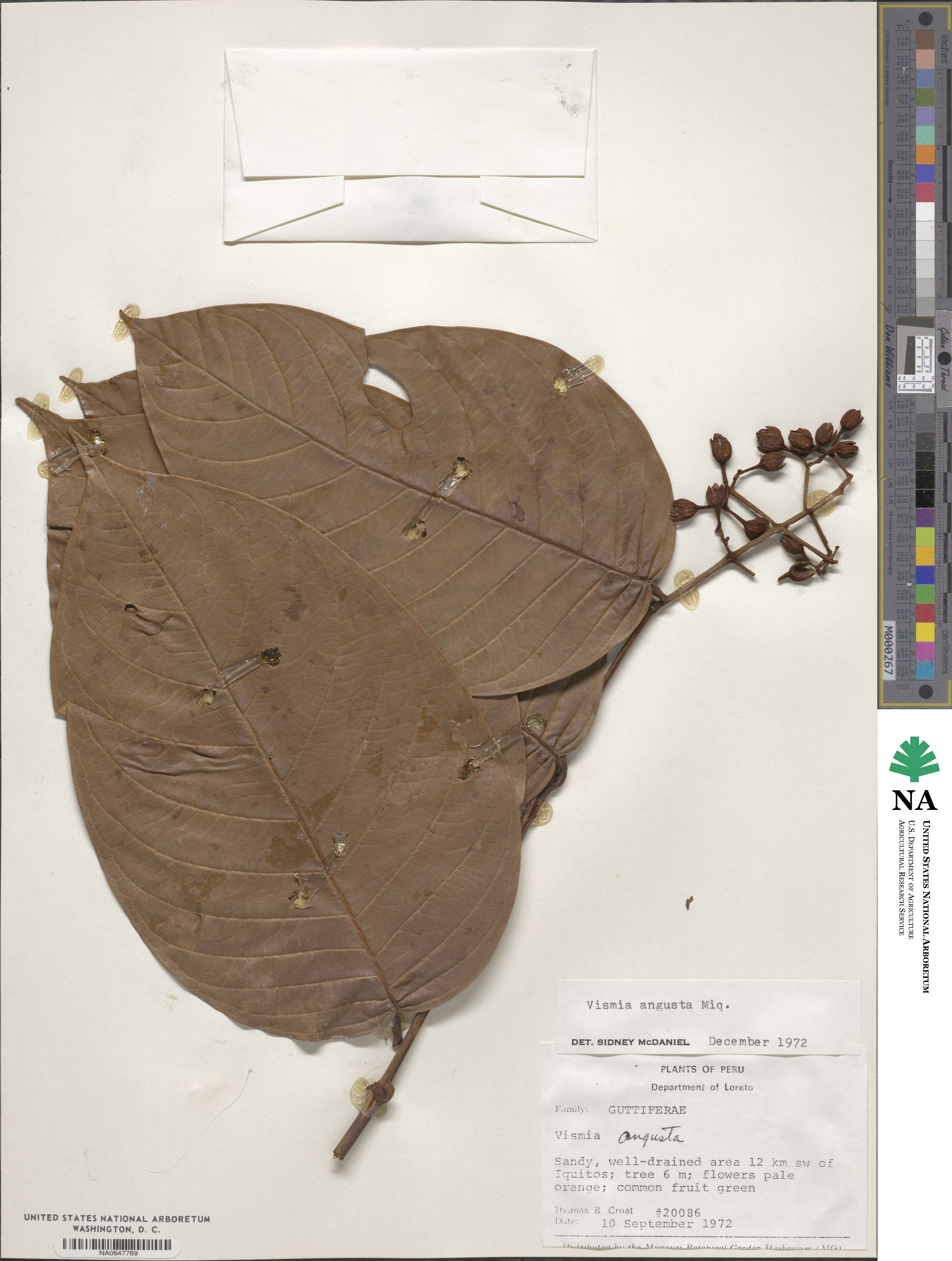 Vismia macrophylla image
