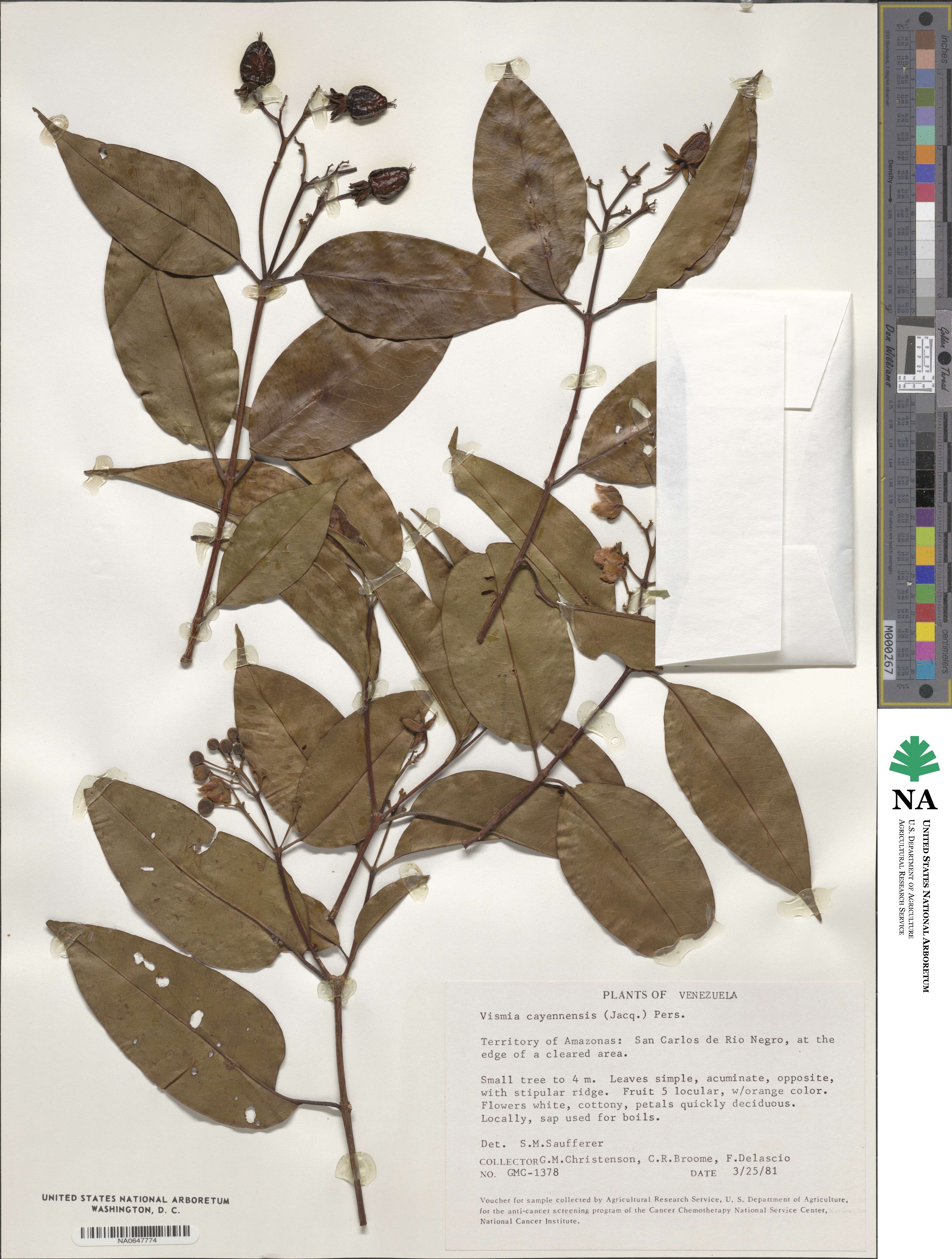 Vismia cayennensis image