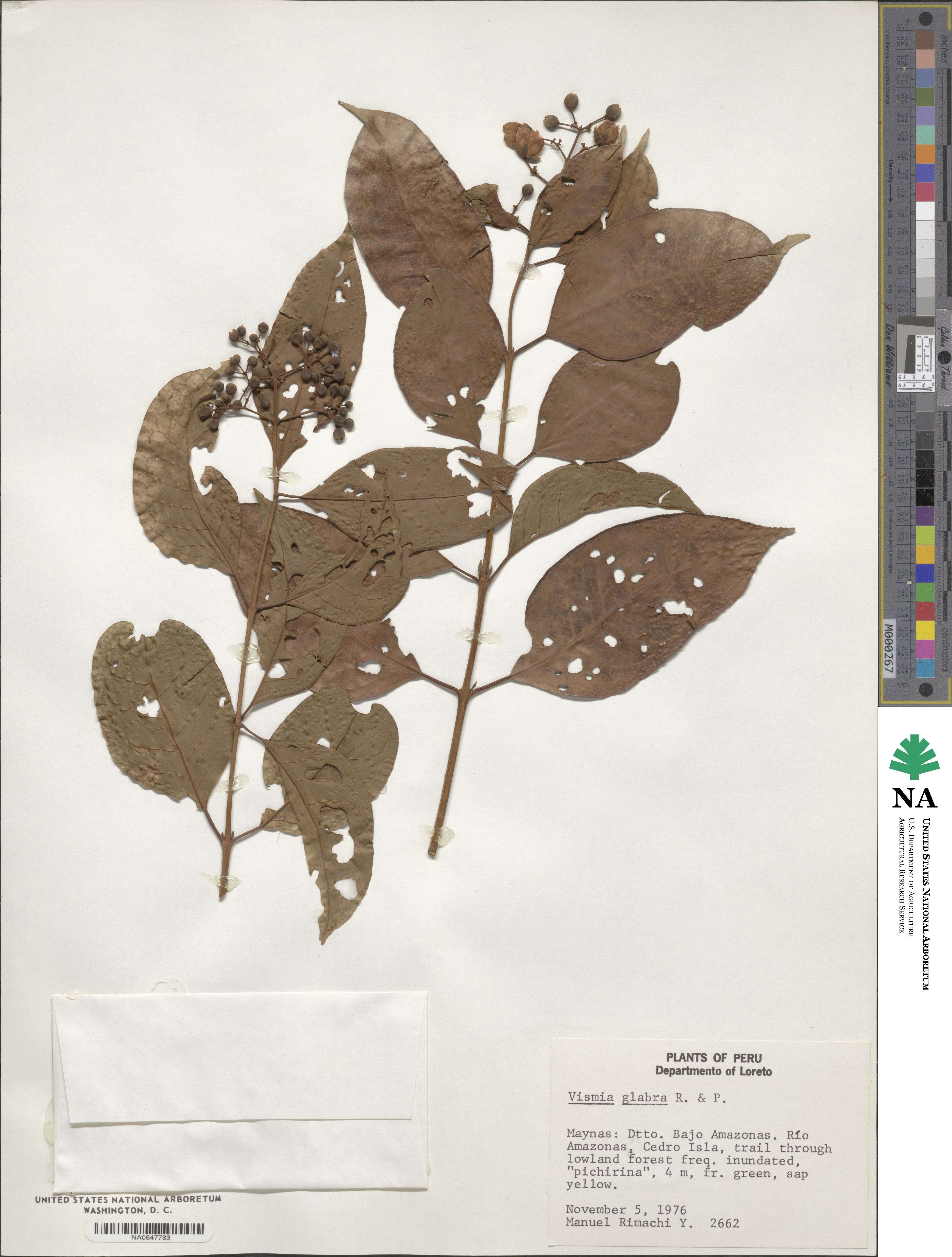 Vismia glabra image