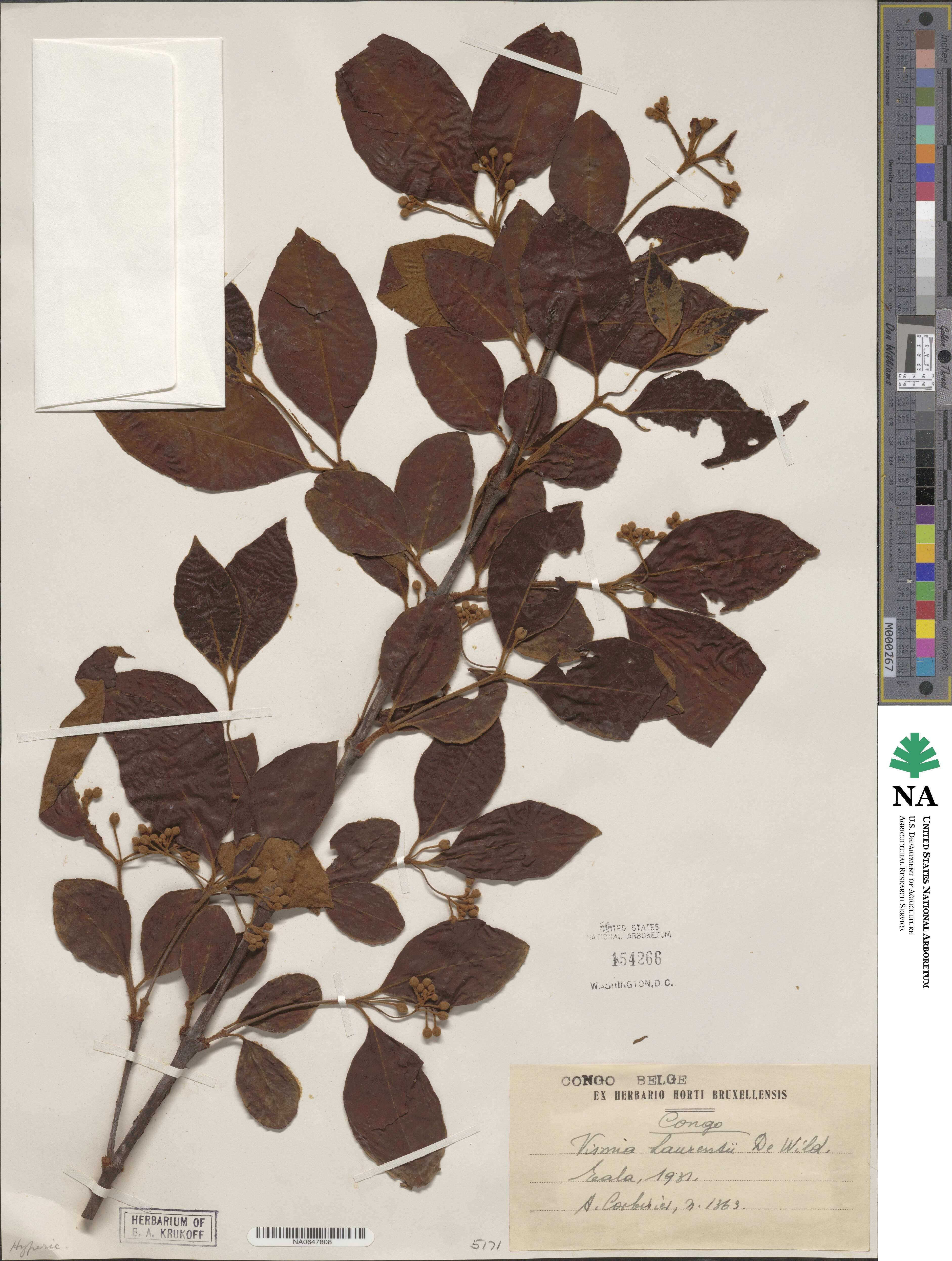 Psorospermum laurentii image