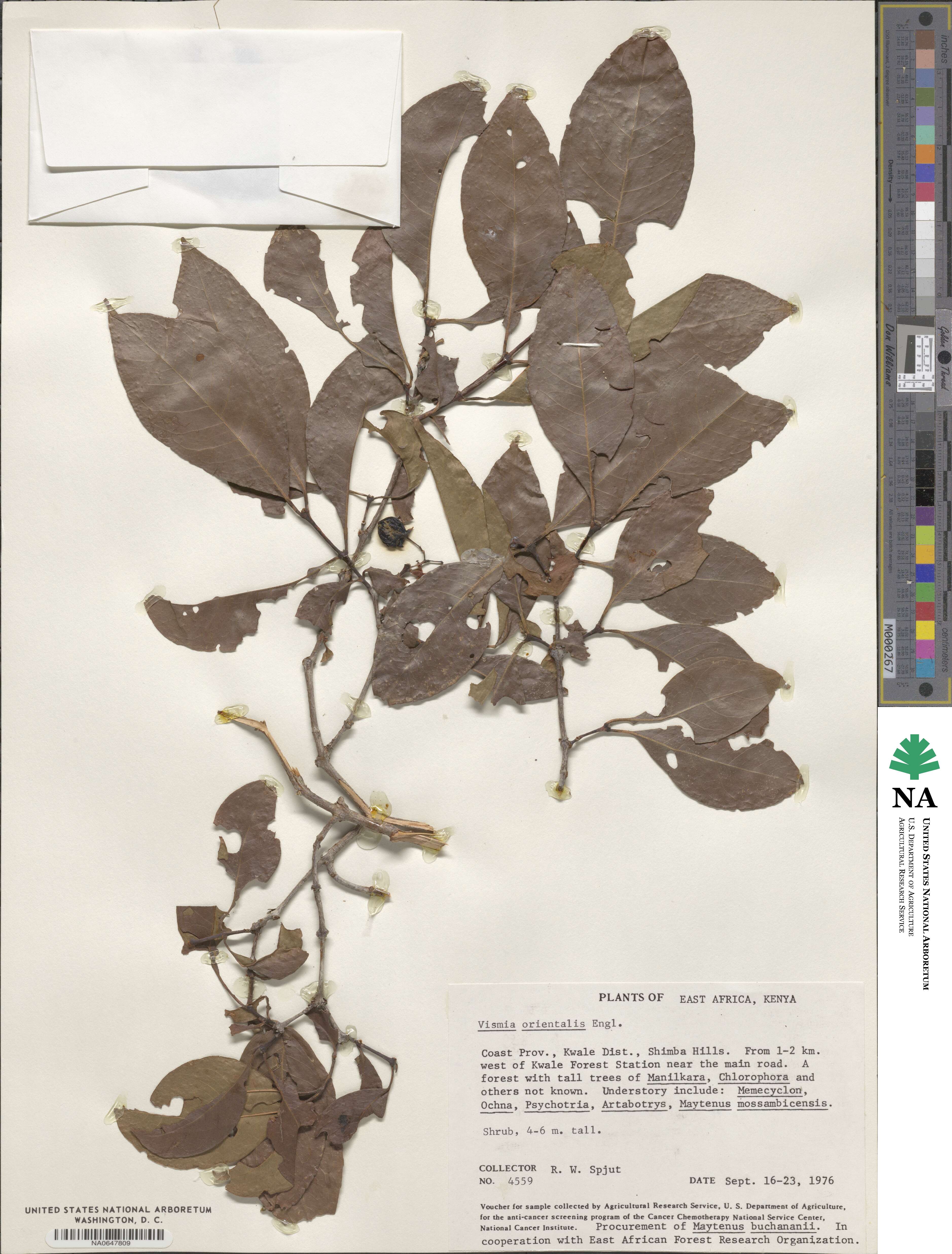 Psorospermum image
