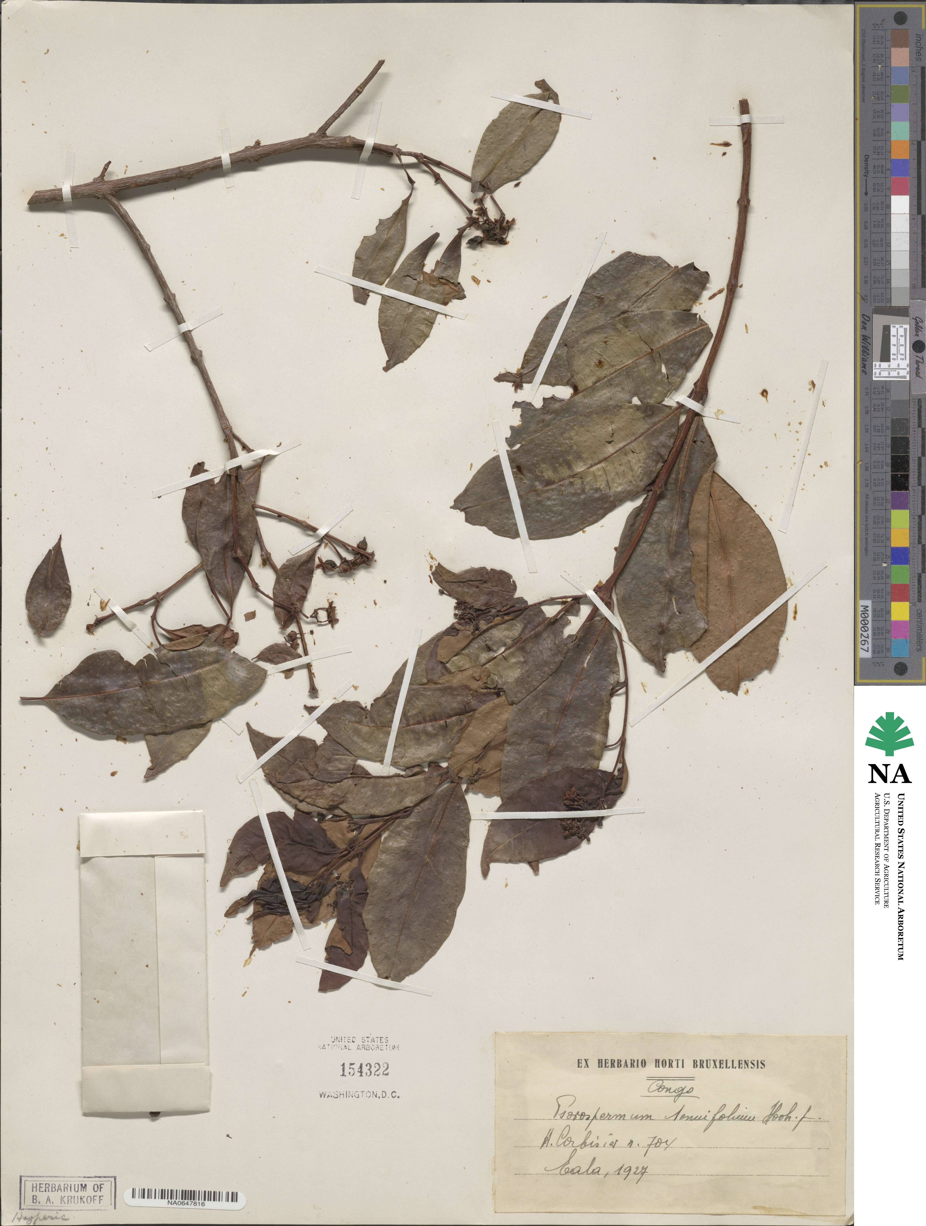 Psorospermum tenuifolium image