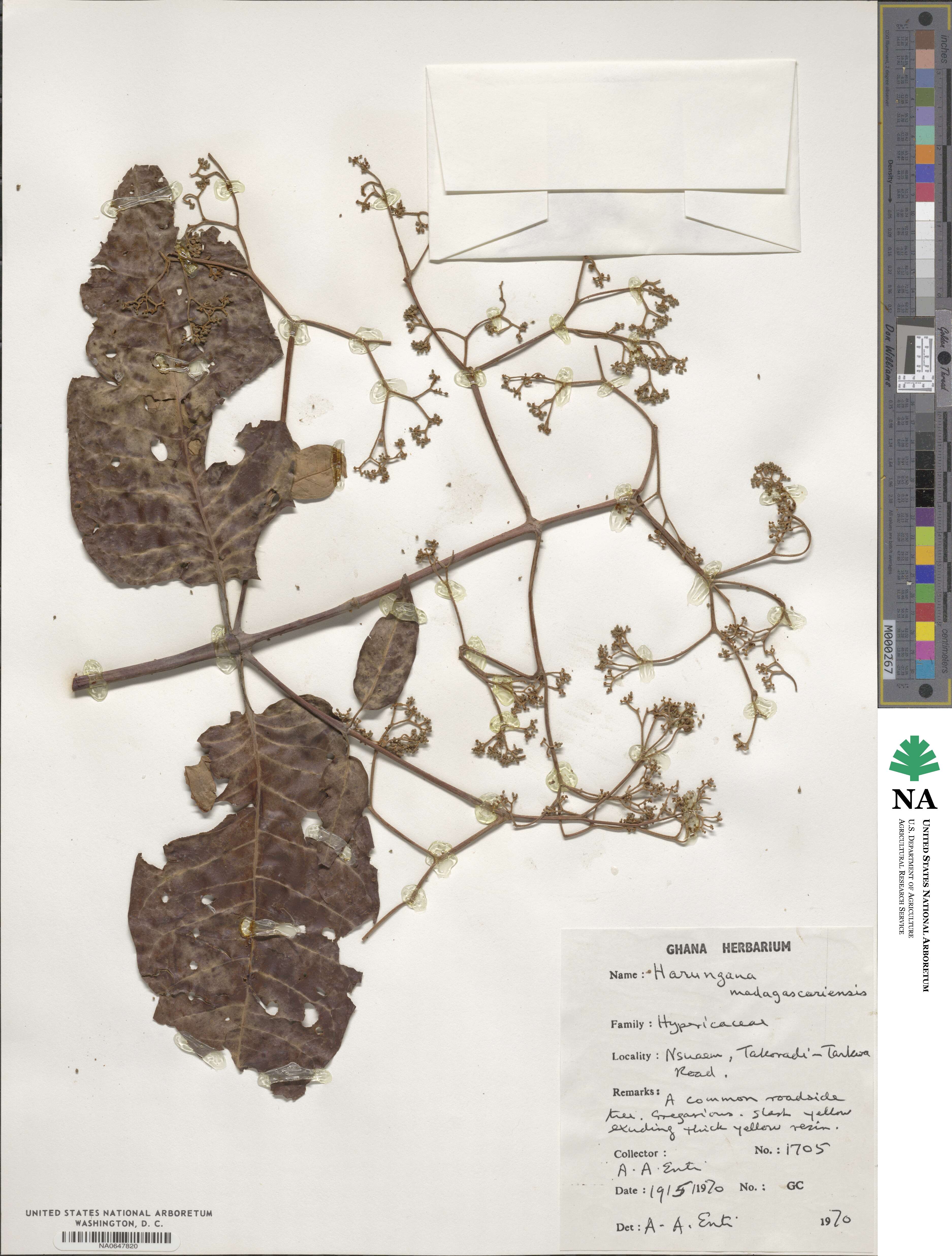 Harungana madagascariensis image