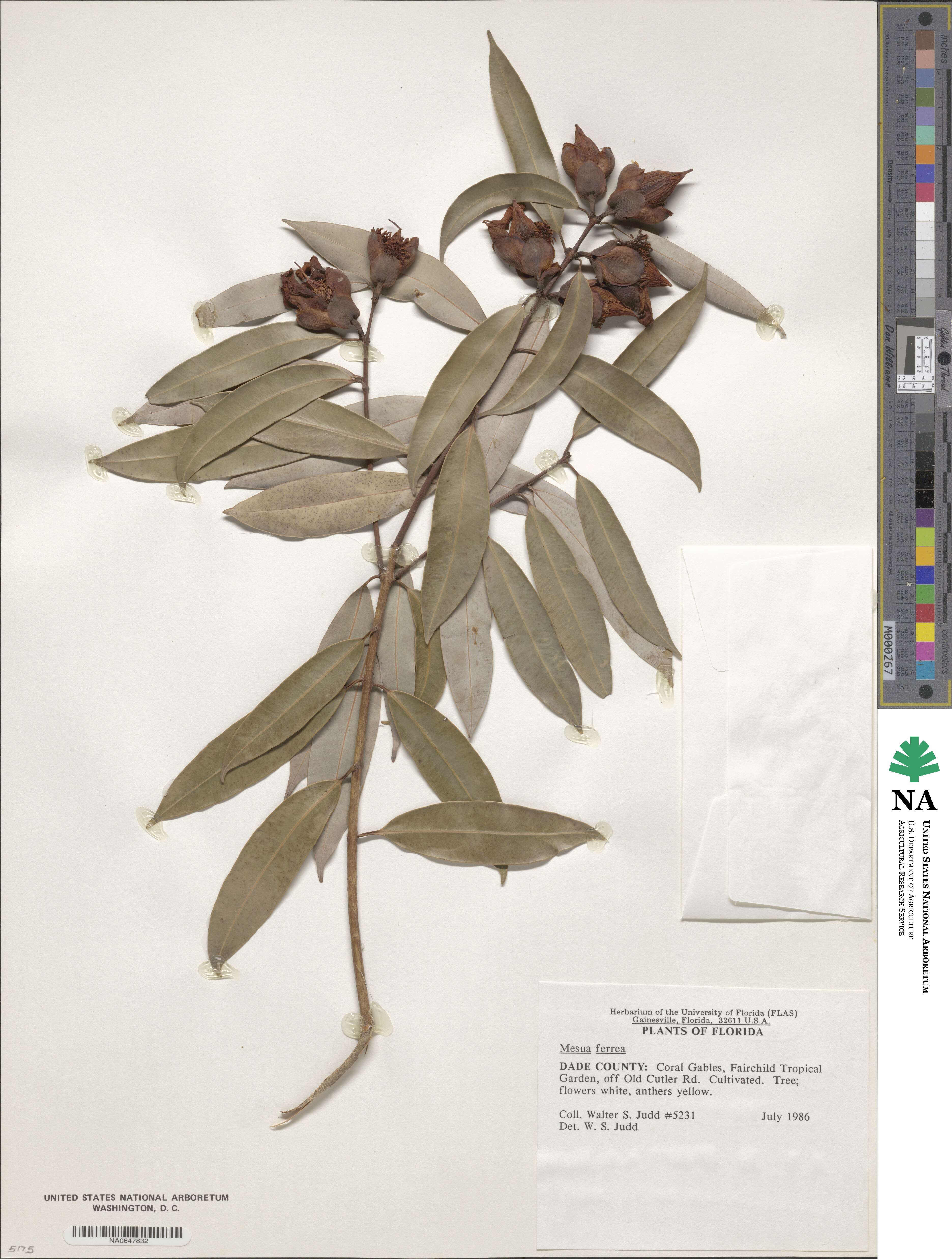 Mesua ferrea image