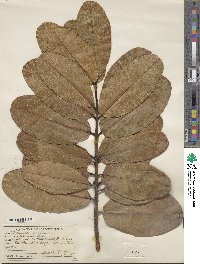 Mammea americana image