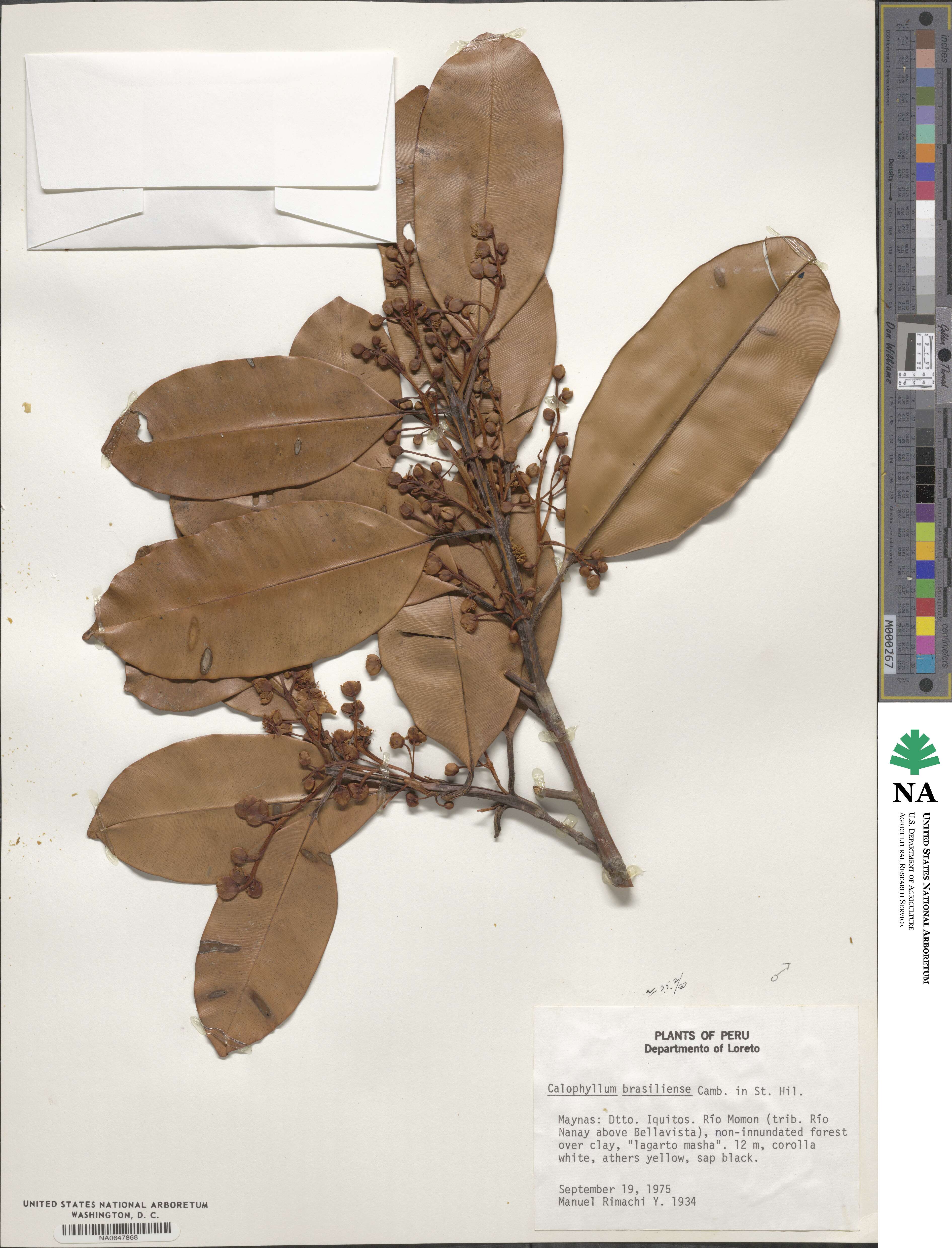 Calophyllum brasiliense image