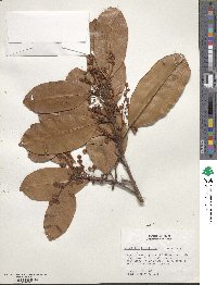 Calophyllum brasiliense image