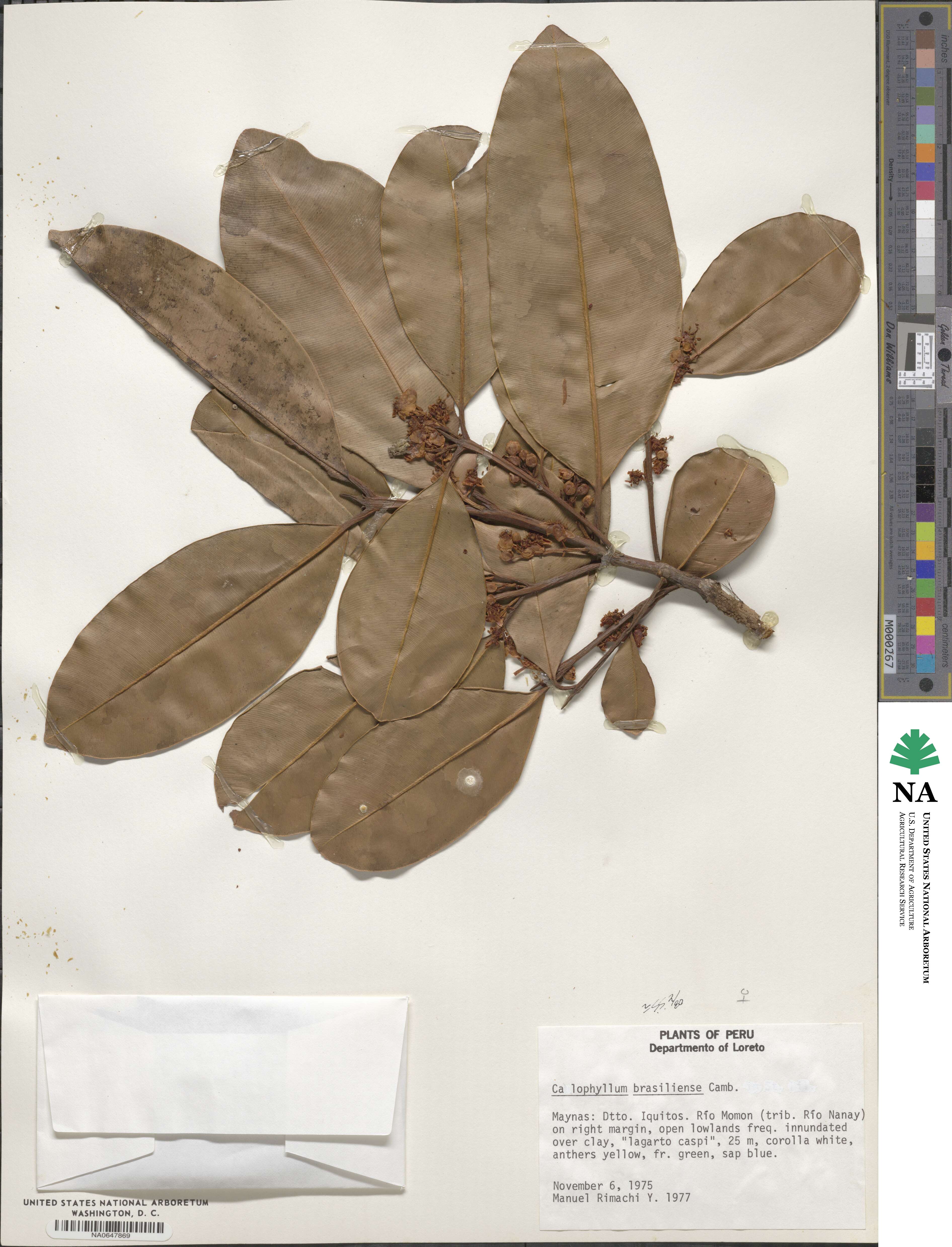 Calophyllum brasiliense image