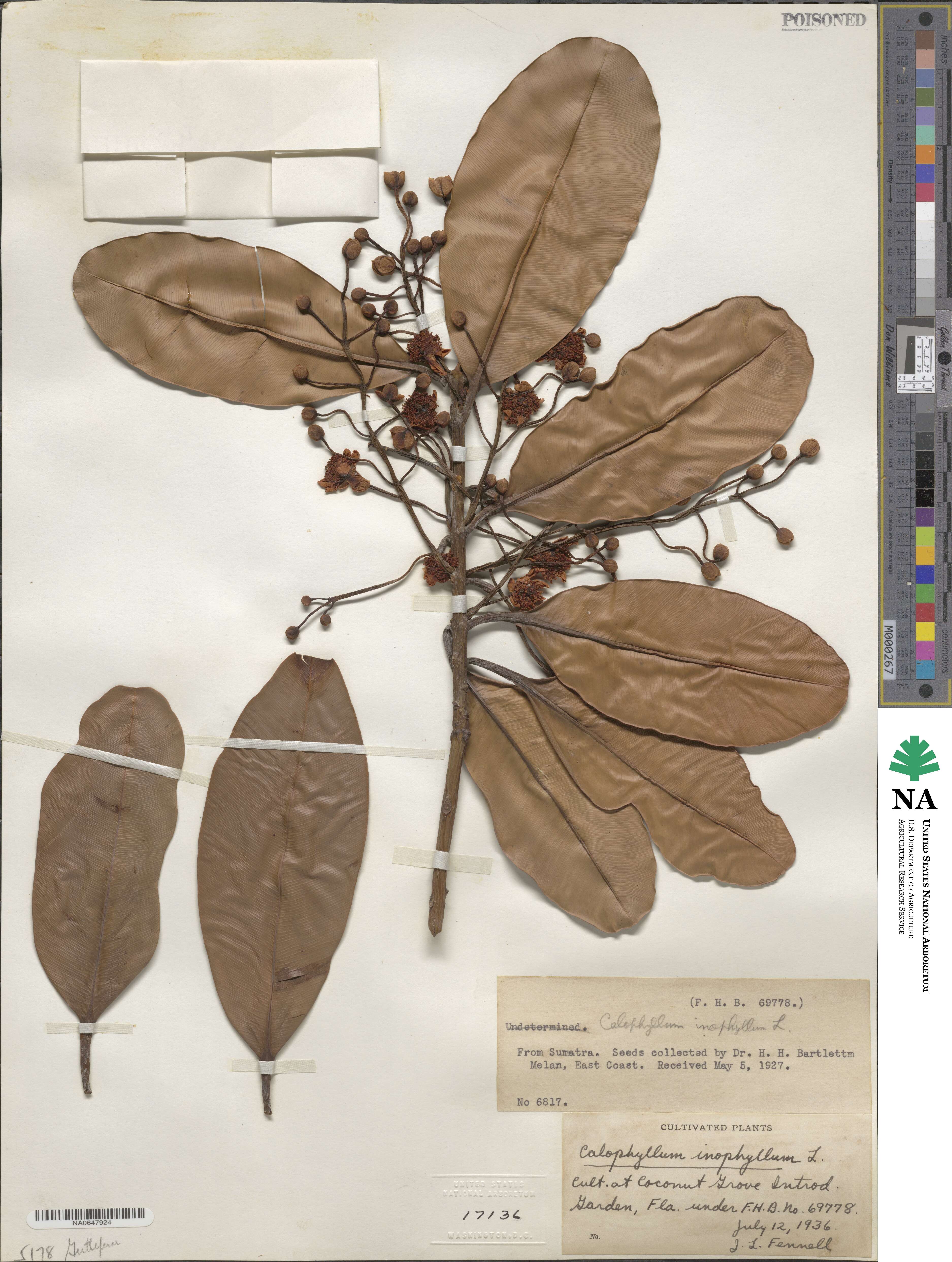 Calophyllum inophyllum image