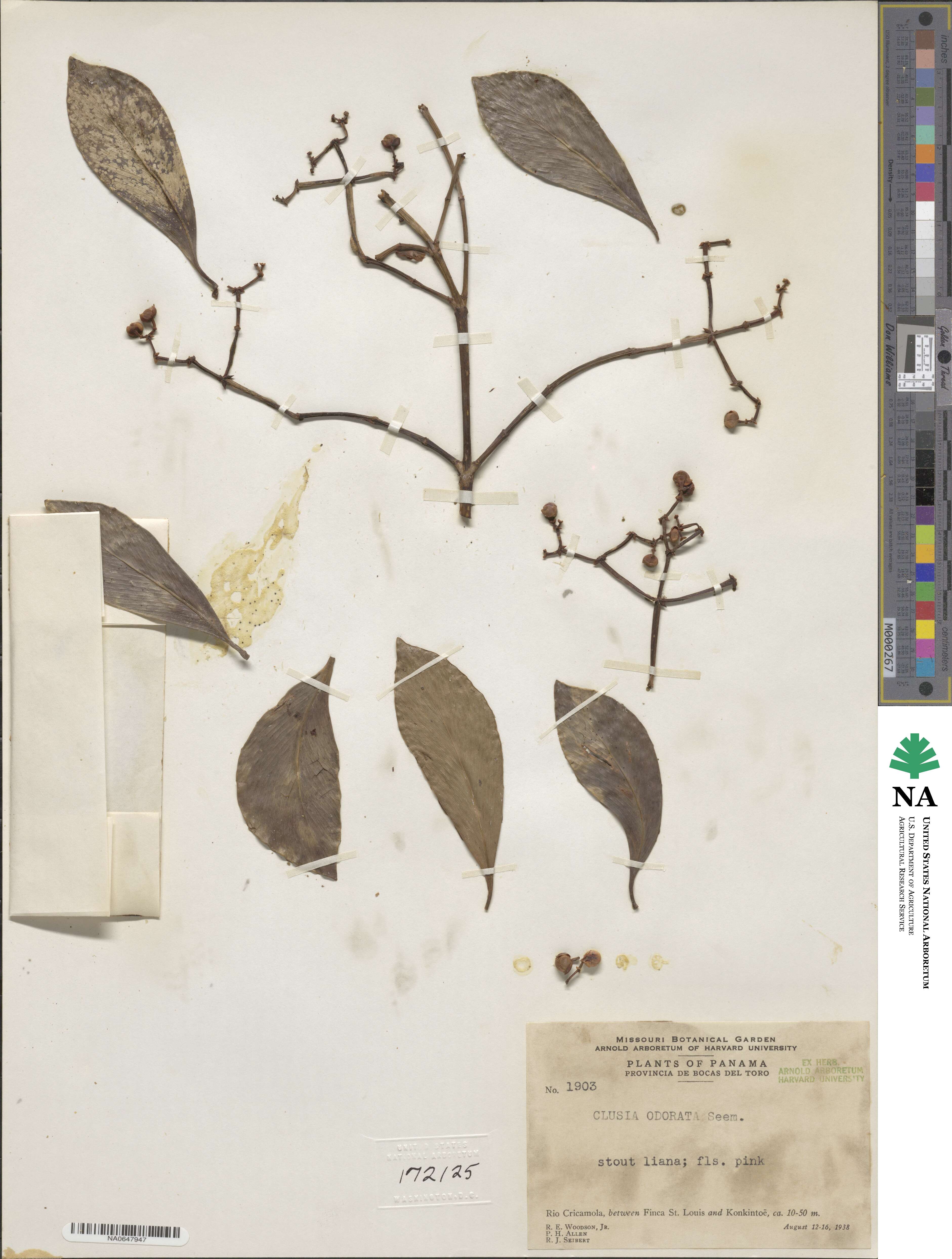 Clusia minor image