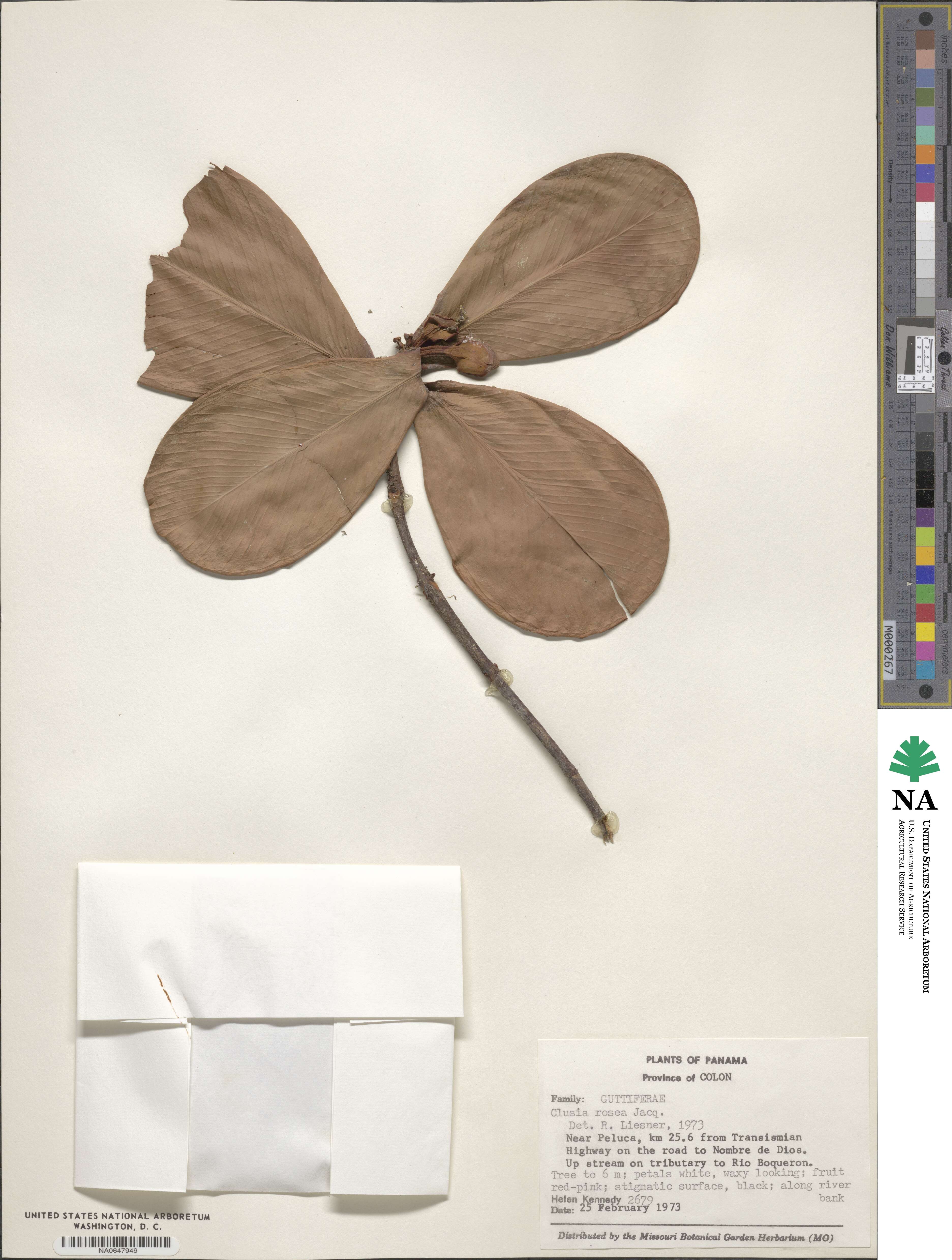 Clusiaceae image
